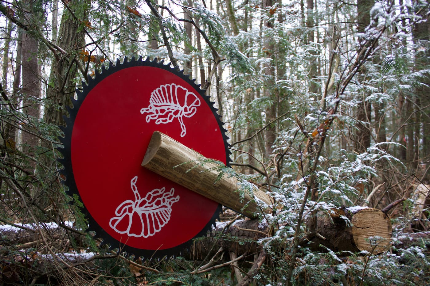 "Double Assault" (2017), installation at Harvard Forest, acrylic paint, wood, vintage buzzsaws, and assorted hardware. Collaborators: David Buckley Borden, Jack Byers, Aaron Ellison, and Salua Rivero (courtesy David Buckley Borden)
