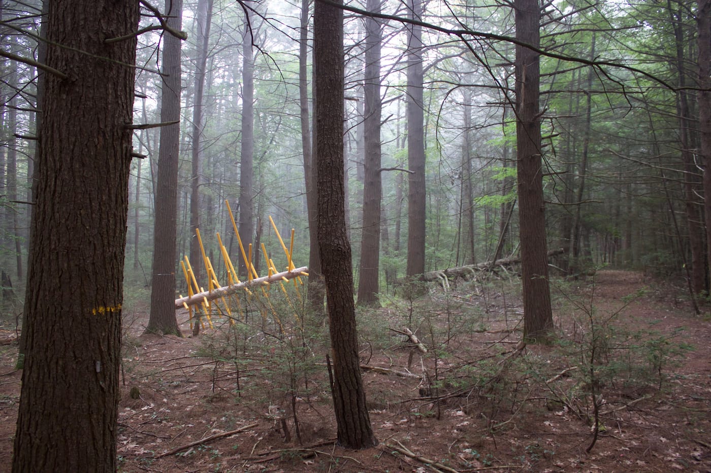 "Exchange Tree," installation at Harvard Forest, wood and acrylic paint. Collaborators: David Buckley Borden, Aaron Ellison, Salvador Jiménez-Flores, and Salua Rivero (courtesy David Buckley Borden)