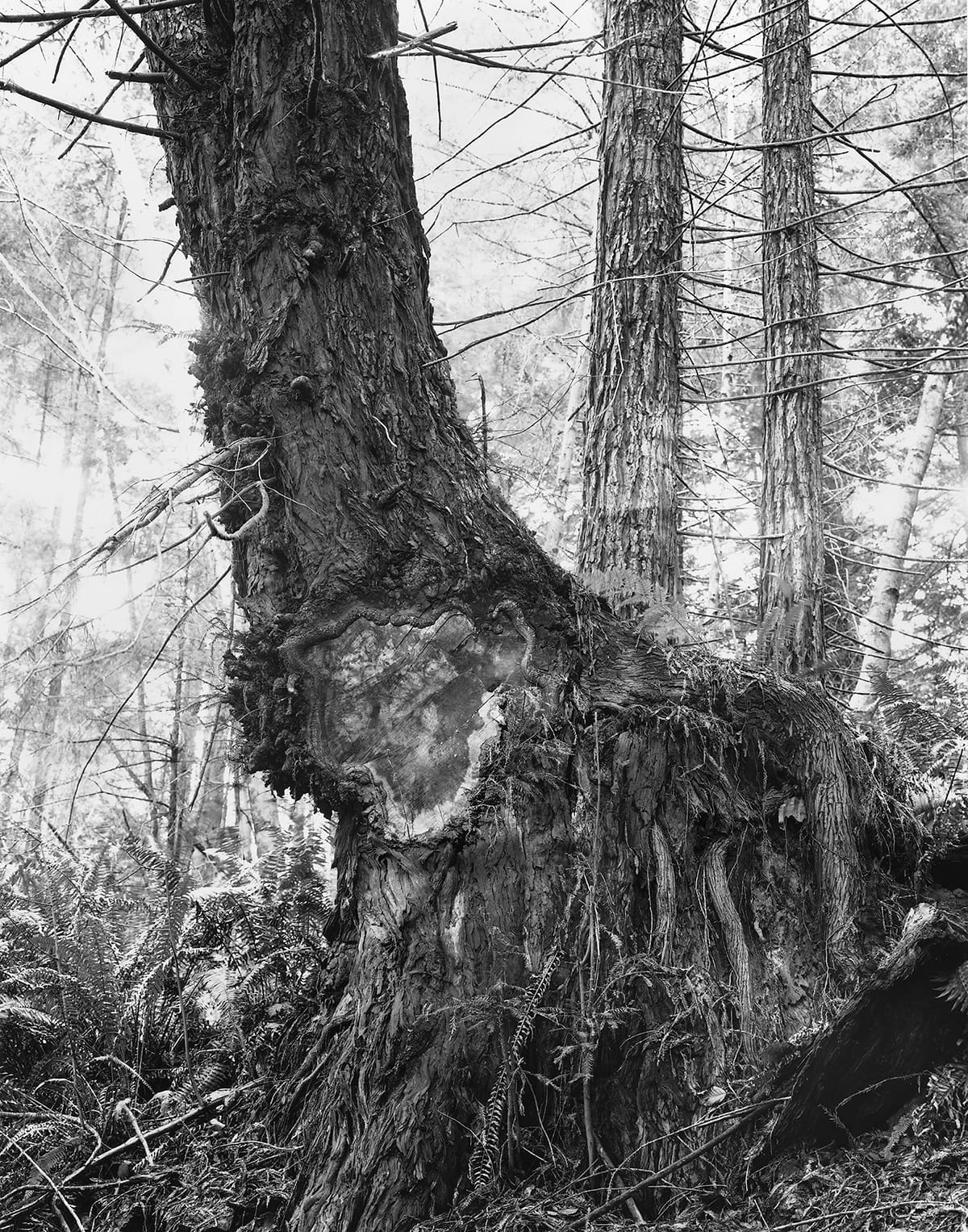 Kirk Crippens & Gretchen LeMaistre, "Merlo" from <em>Live Burls</em> (© Kirk Crippens & Gretchen LeMaistre, courtesy Schilt Publishing)