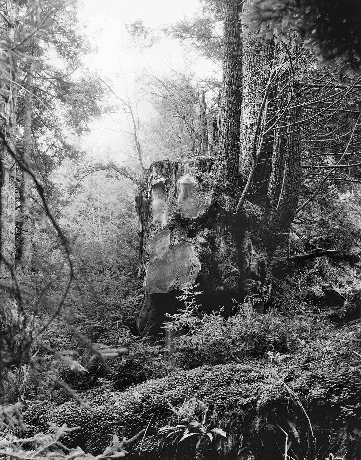 Kirk Crippens & Gretchen LeMaistre, "Semper Virens" from <em>Live Burls</em> (© Kirk Crippens & Gretchen LeMaistre, courtesy Schilt Publishing)