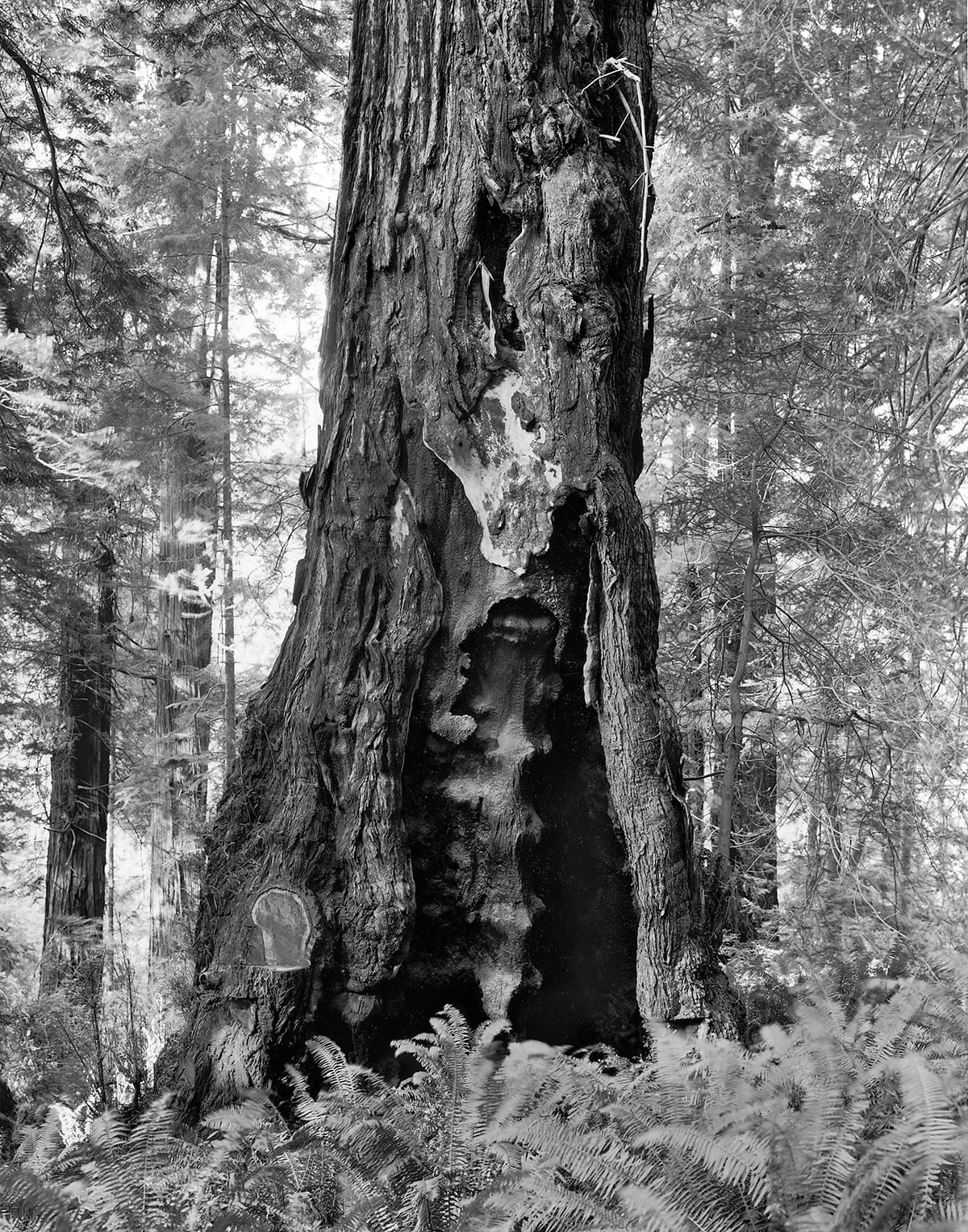 Kirk Crippens & Gretchen LeMaistre, "Skunk Cabbage" from <em>Live Burls</em> (© Kirk Crippens & Gretchen LeMaistre, courtesy Schilt Publishing)