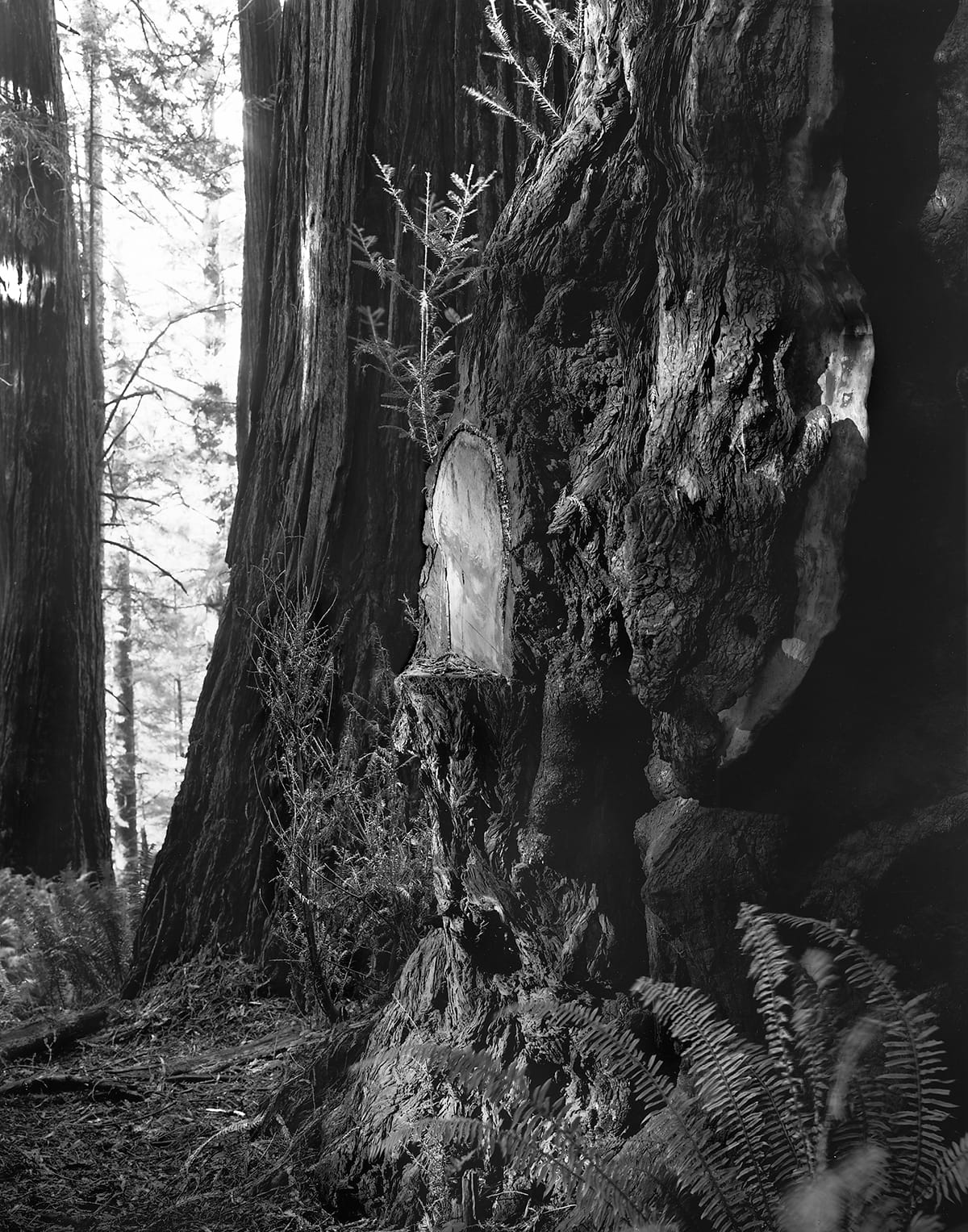 Kirk Crippens & Gretchen LeMaistre, "Swamp Lantern" from <em>Live Burls</em> (© Kirk Crippens & Gretchen LeMaistre, courtesy Schilt Publishing)