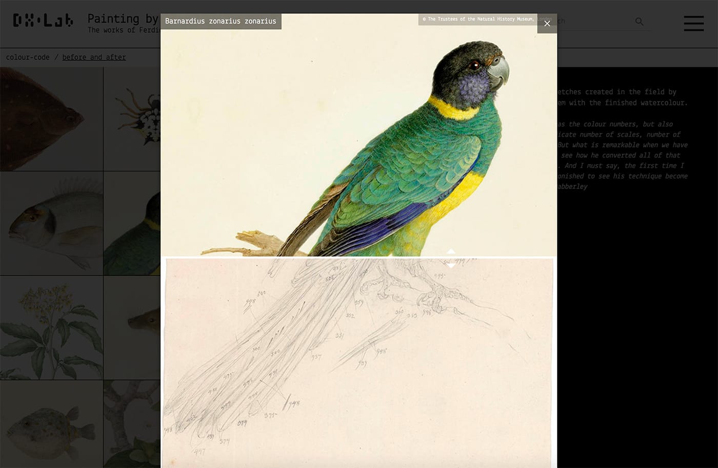 Painting by Numbers: The Life and Art of Ferdinand Bauer from DX Lab (screenshot by the author for Hyperallergic)