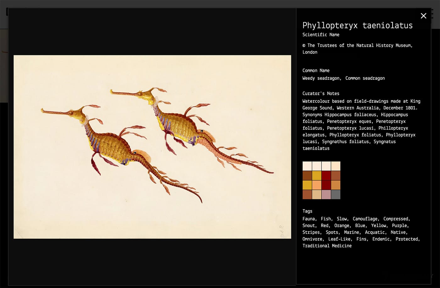 Painting by Numbers: The Life and Art of Ferdinand Bauer from DX Lab (screenshot by the author for Hyperallergic)