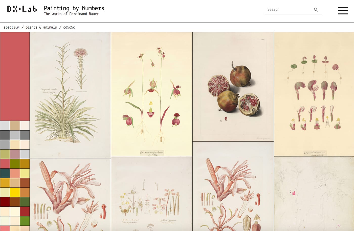 Painting by Numbers: The Life and Art of Ferdinand Bauer from DX Lab (screenshot by the author for Hyperallergic)