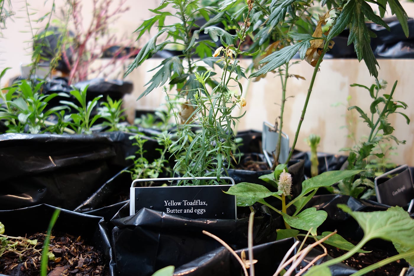 Installation view of <em>Maria Thereza Alves, Seeds of Change: New York—A Botany of Colonization</em> at the Arnold and Sheila Aronson Galleries, Sheila C. Johnson Design Center, Parsons School of Design (photo by the author for Hyperallergic)