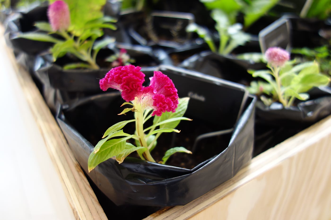 Installation view of <em>Maria Thereza Alves, Seeds of Change: New York—A Botany of Colonization</em> at the Arnold and Sheila Aronson Galleries, Sheila C. Johnson Design Center, Parsons School of Design (photo by the author for Hyperallergic)