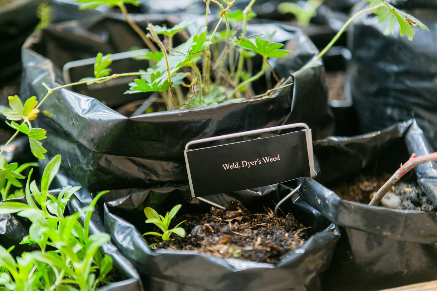 Installation view of <em>Maria Thereza Alves, Seeds of Change: New York — A Botany of Colonization</em> (courtesy Philip Van Nostrand)