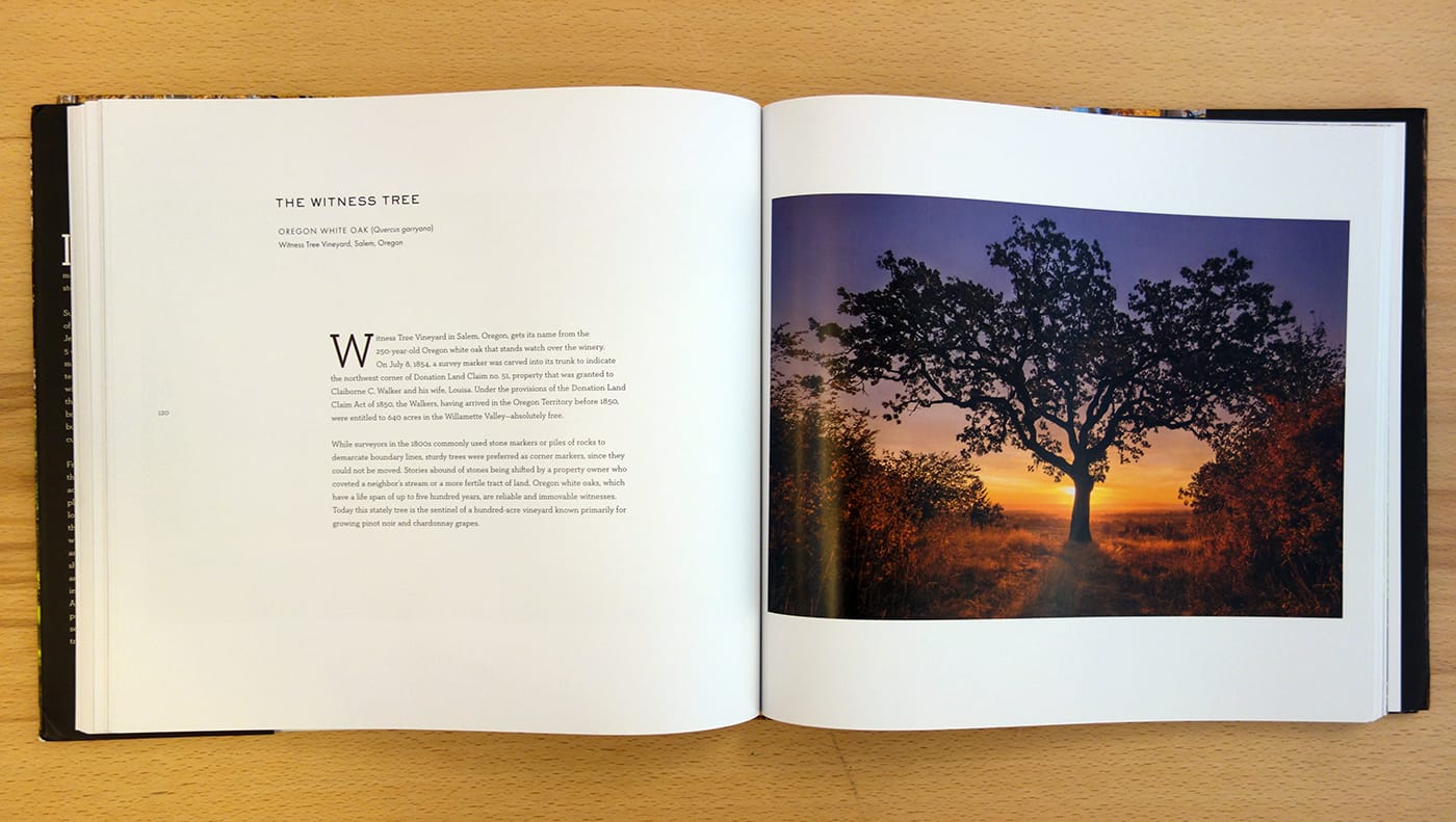 Pages from <em>Wise Trees </em> (photo of the book for Hyperallergic)