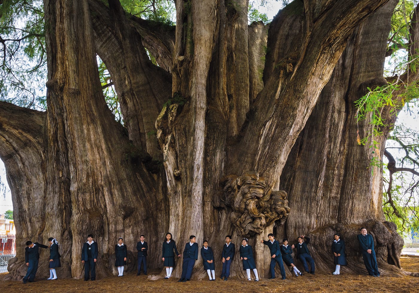 "El Árbol del Tule": Montezuma Cyprus (Taxodium mucronatum), Santa María del Tule, Oaxaca, Mexico (© Diane Cook and Len Jenshel)