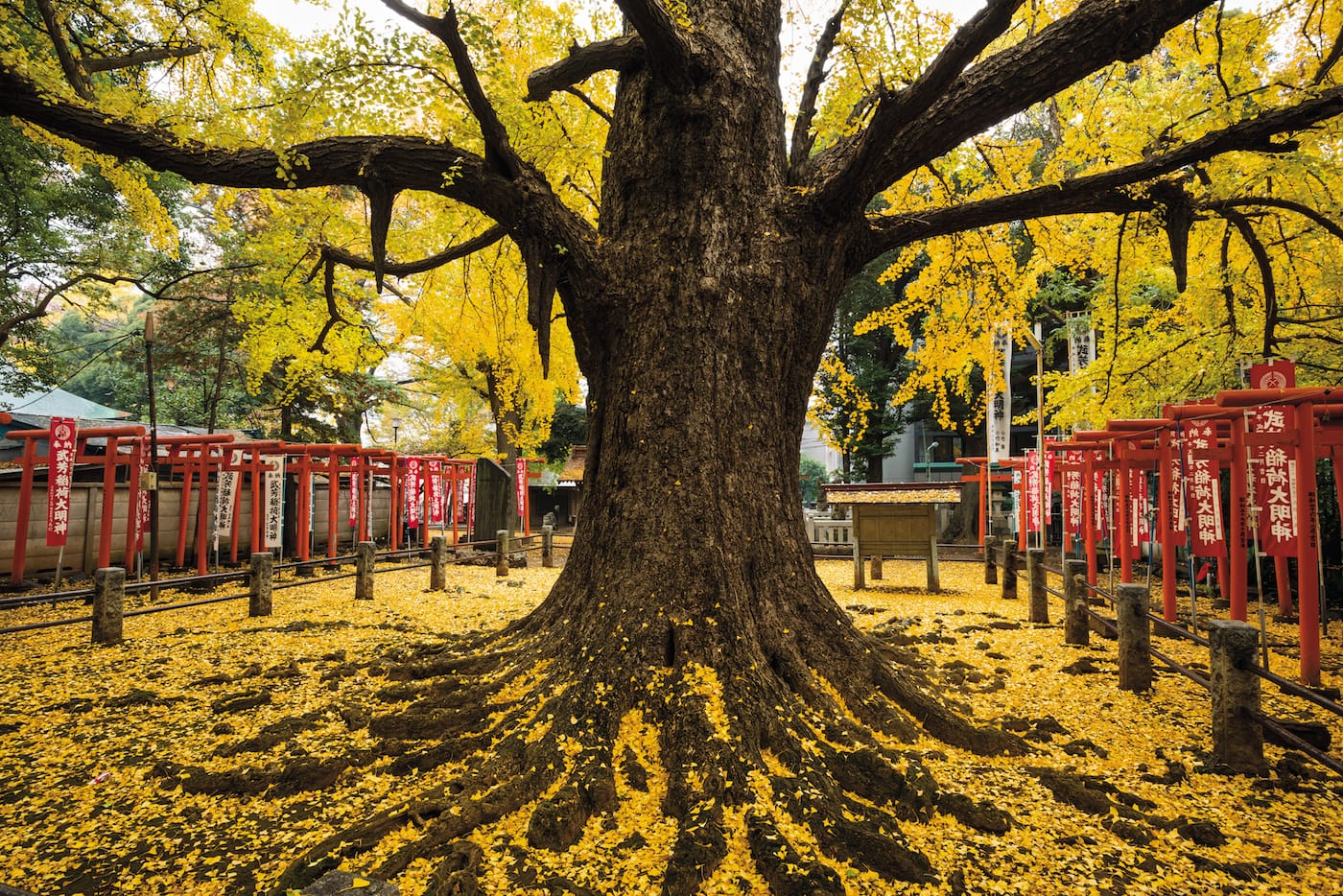 "The Child-Giving Ginkgo": Ginkgo (Ginkgo biloba), Zoshigaya Kishimojin-do Temple, Tokyo, Japan (© Diane Cook and Len Jenshel)