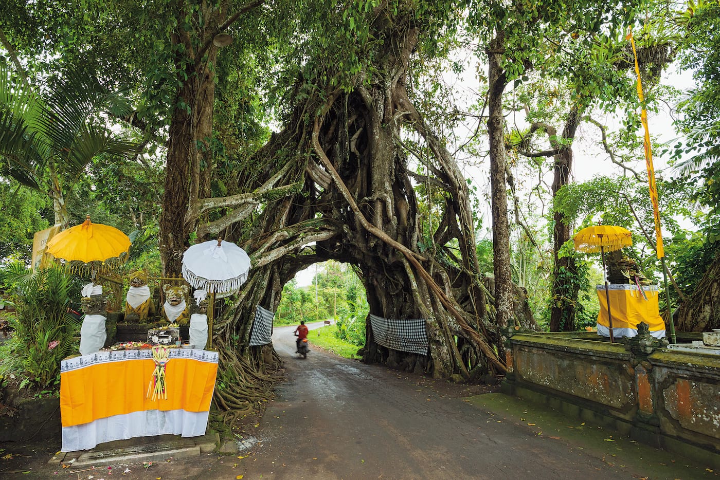 "Bunut Bolong": Banyan (Ficus benghalensis), Asahduren Village, West Bali, Indonesia (© Diane Cook and Len Jenshel)