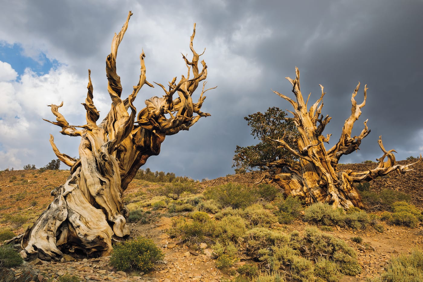 "The Ancients": Great Basin Bristlecone Pine (Pinus longaeva), Ancient Bristlecone Pine Forest, Inyo National Forest, California (© Diane Cook and Len Jenshel)