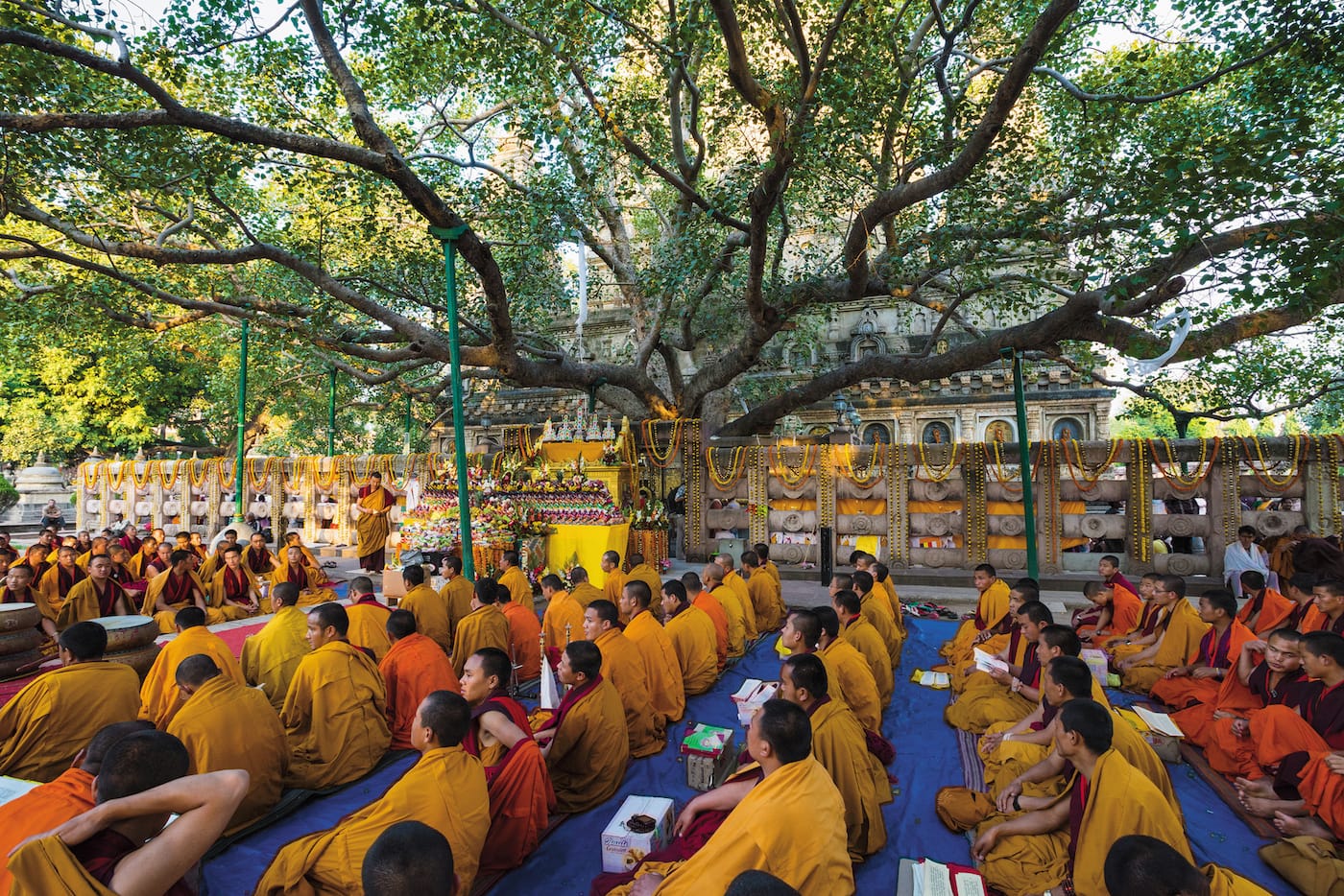"The Bodhi Tree": Sacred Fig or Pipal (Ficus religiosa), Mahabodhi Temple, Bodh Gaya, India (© Diane Cook and Len Jenshel)