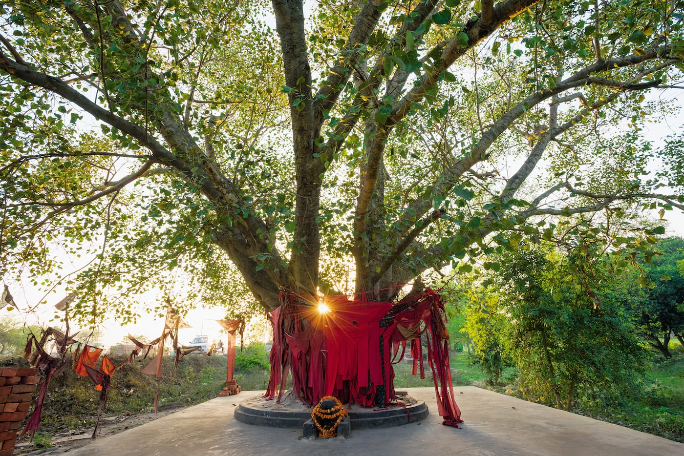 "Ghost Tree": Sacred Fig or Pipal (Ficus religiosa), Bagahi Kumhapur, India (© Diane Cook and Len Jenshel)