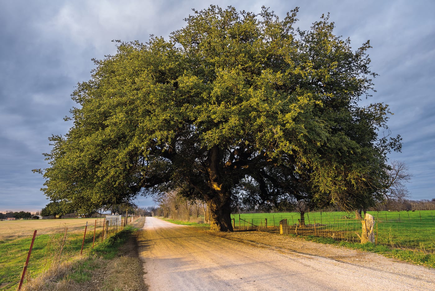 "The Wedding Oak": Escarpment Live Oak (Quercus fusiformis), San Saba, Texas  (© Diane Cook and Len Jenshel)