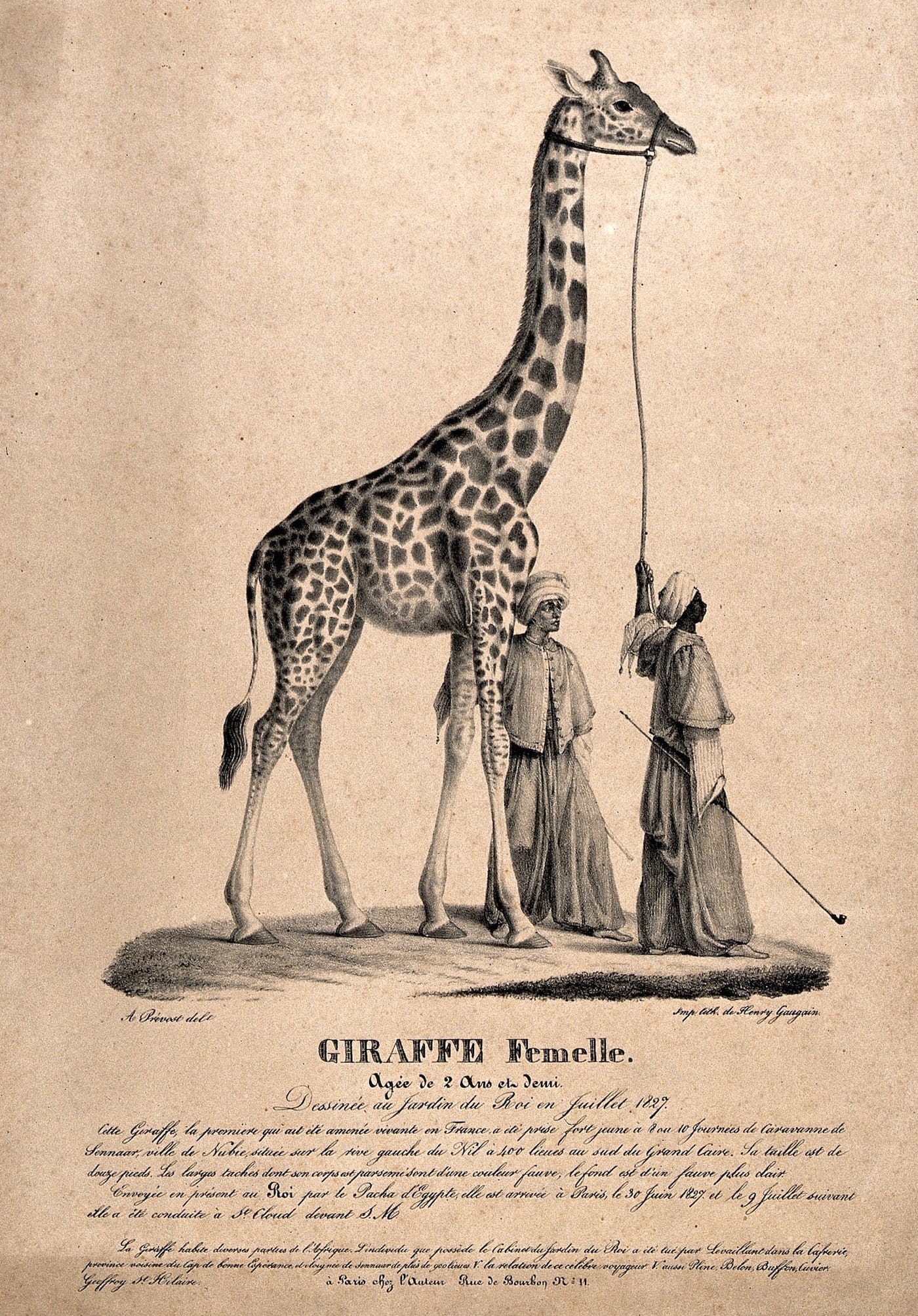 "A female giraffe is led by two men in oriental dress" (1827), lithograph after André Prévost (courtesy Wellcome Collection)