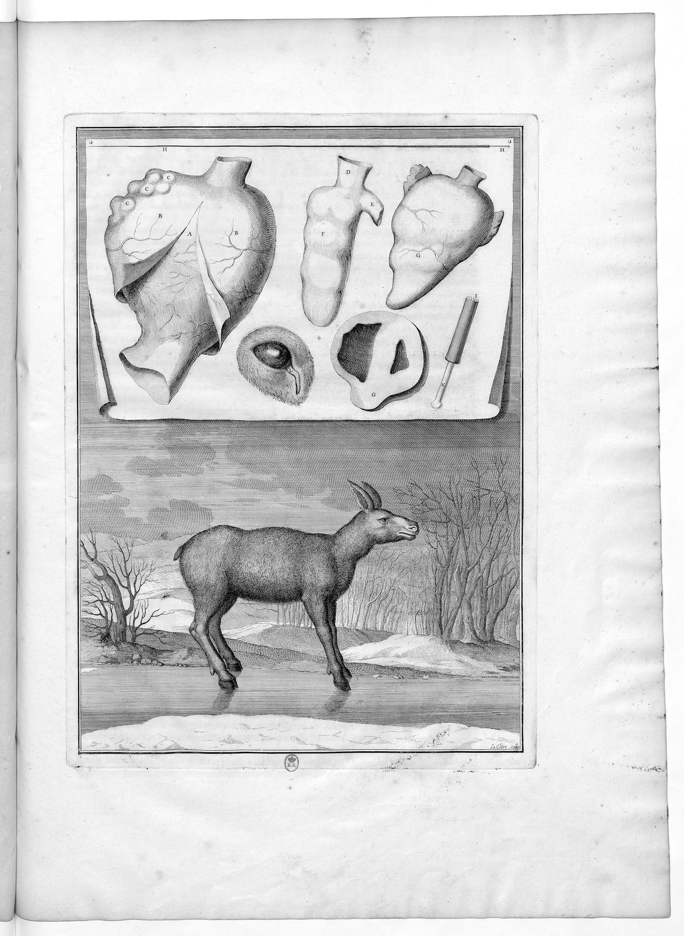 Sébastien Leclerc, "Reindeer" (1671) (courtesy Bibliothèque nationale de France)
