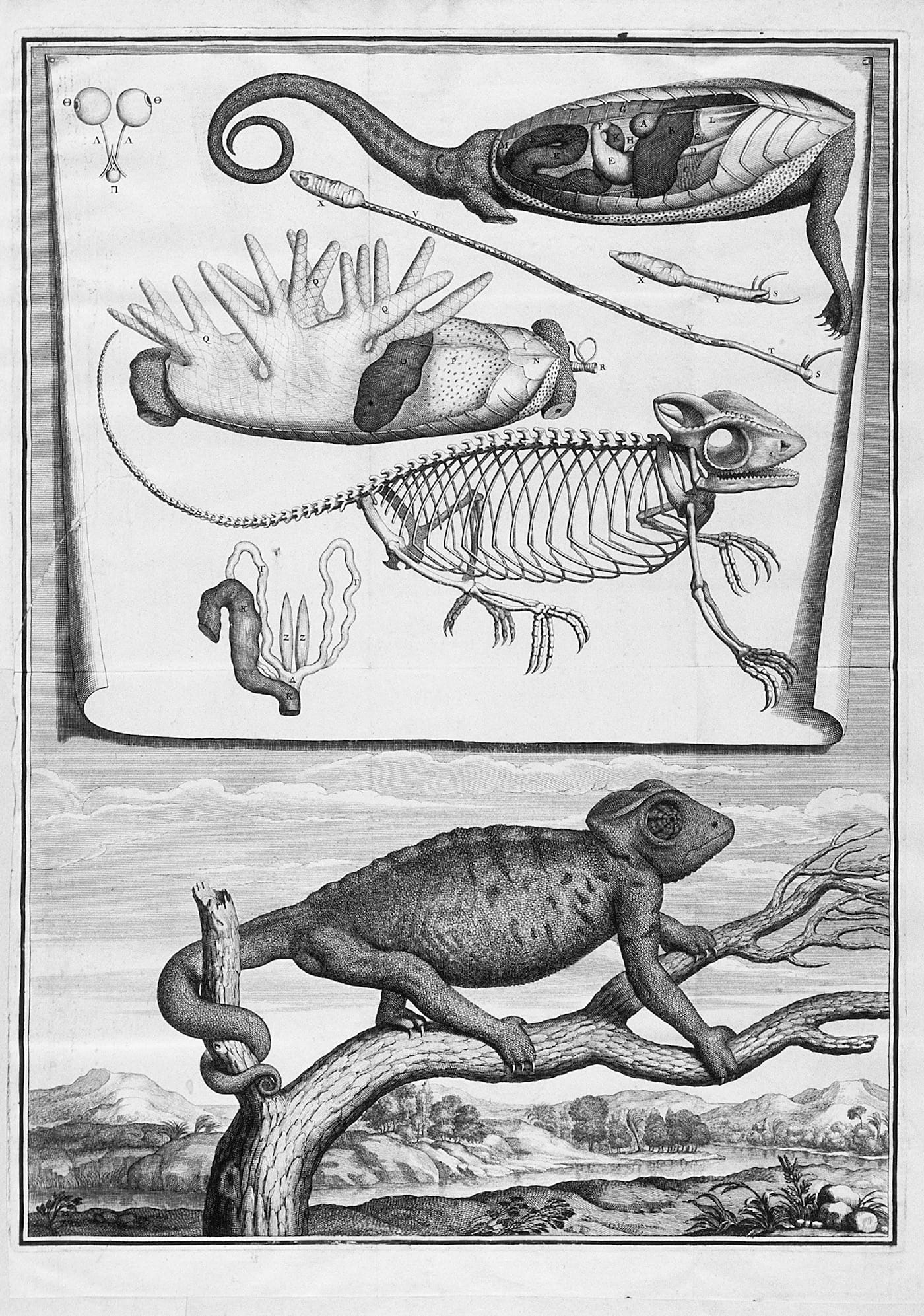 Abraham Bosse, "Chameleon" (1669) (courtesy Bibliothèque nationale de France)