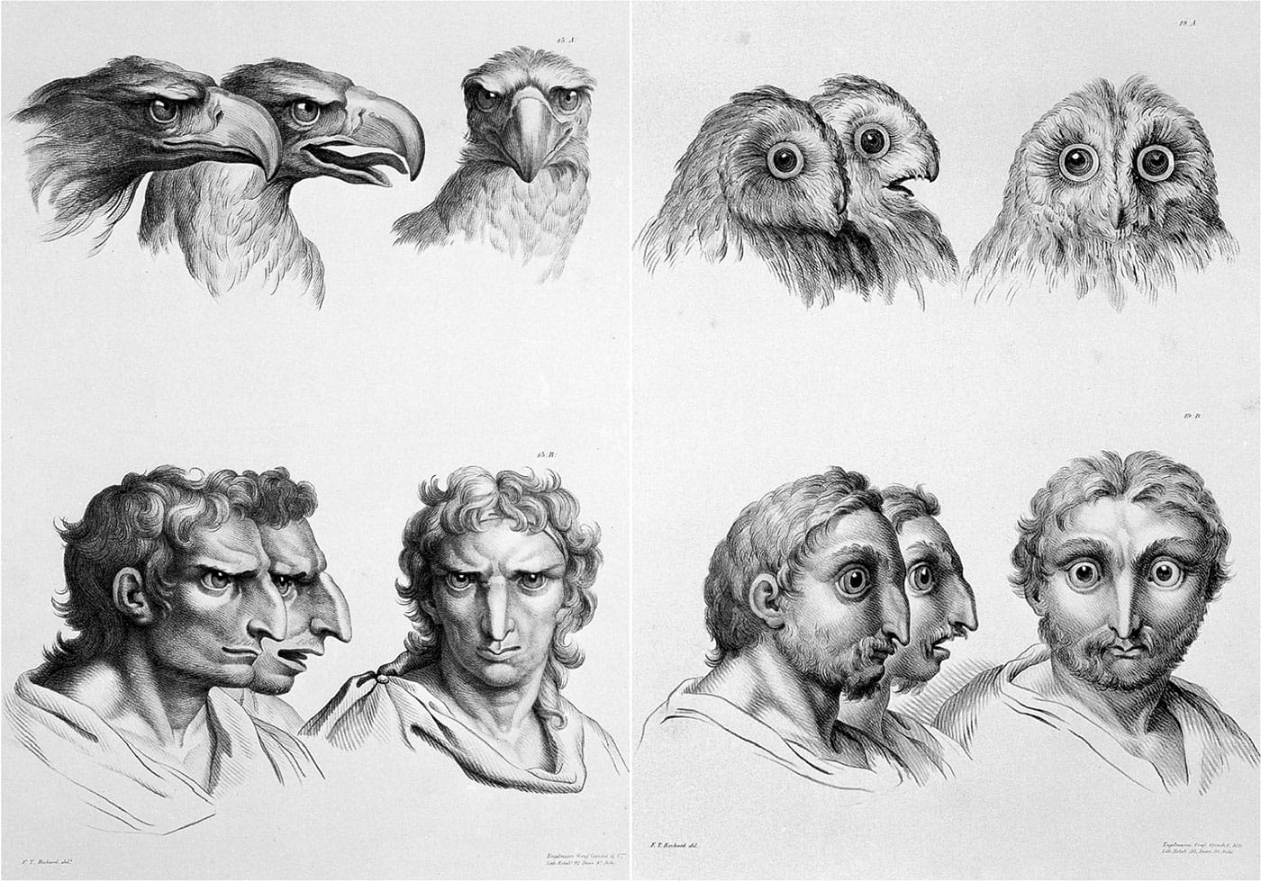 Lithographic drawings illustrative of the relation between the human physiognomy and that of the brute creation, from designs by Charles Le Brun (via Wellcome Images/Wikimedia)