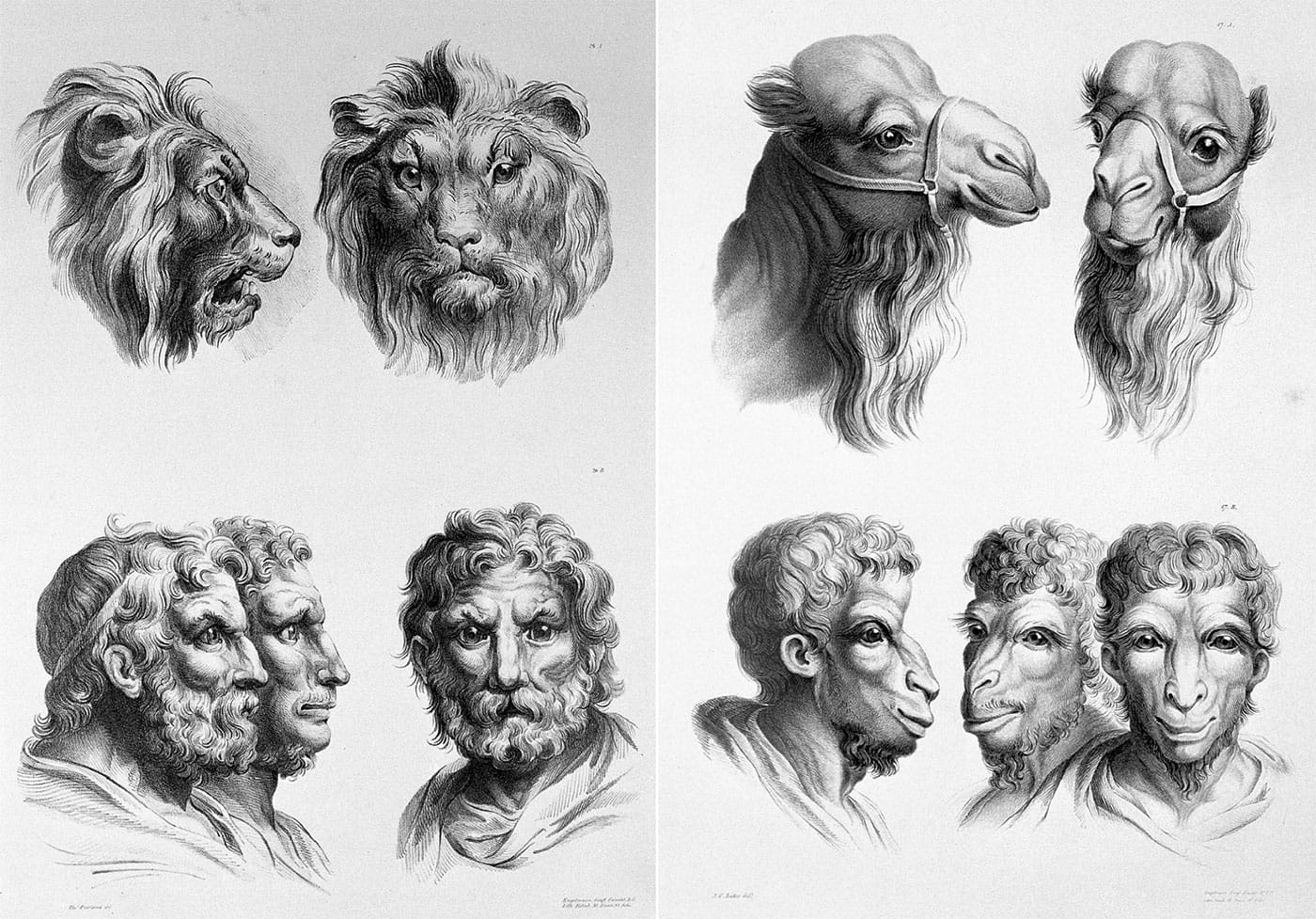 Lithographic drawings illustrative of the relation between the human physiognomy and that of the brute creation, from designs by Charles Le Brun (via Wellcome Images/Wikimedia)