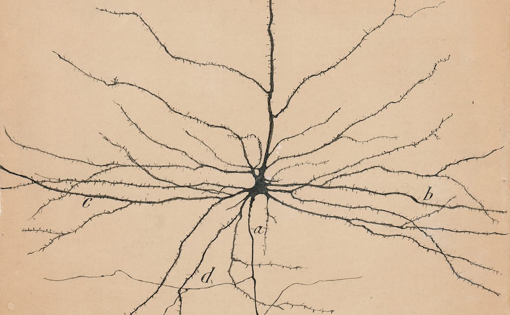 How a Neuroscientist Used Art to Document the Brain