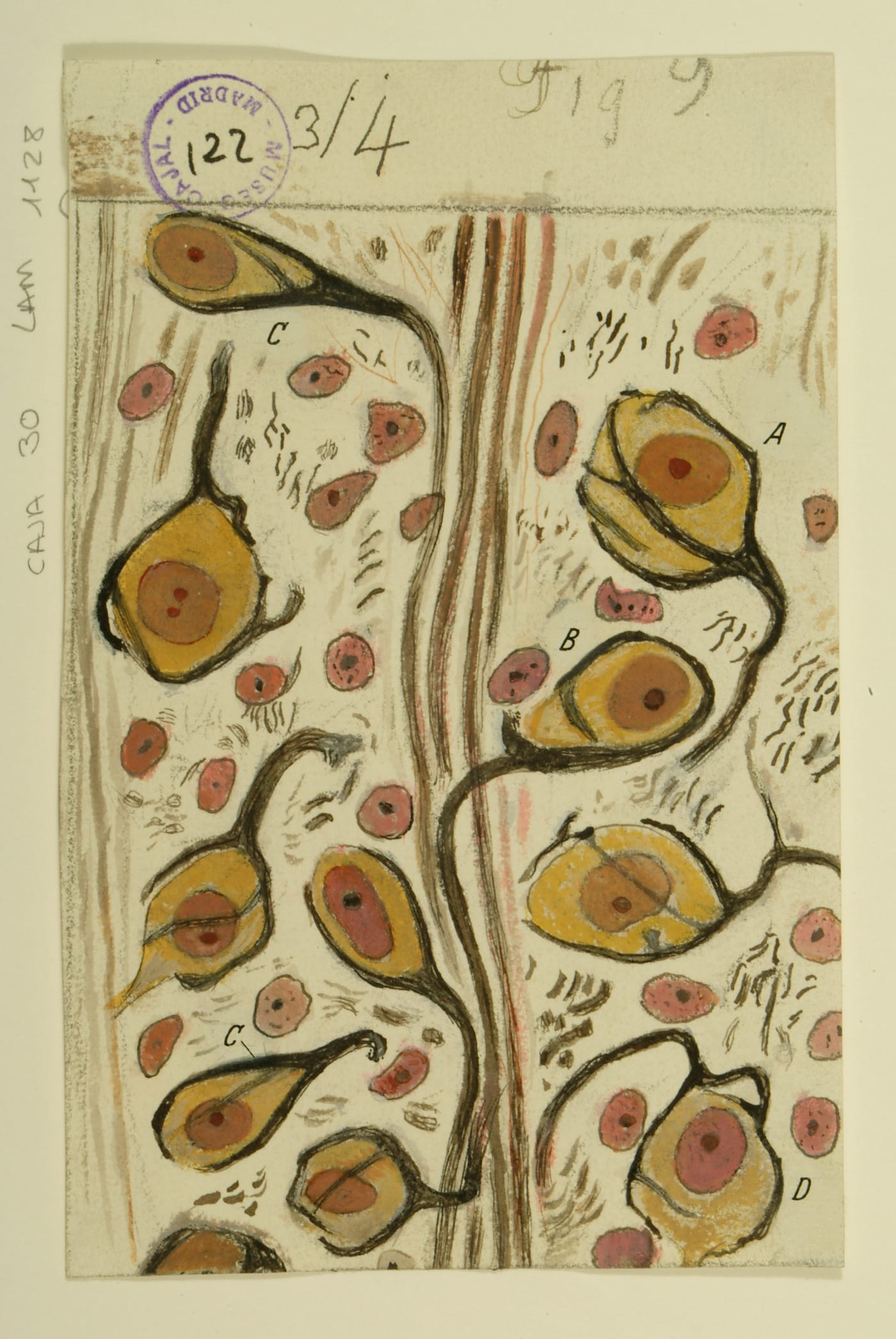 Santiago Ramón y Cajal, "Calyces of Held in the nucleus of the trapezoid body" (1934), ink and pencil on paper, 5 3/5 x 3 3/5 inches (courtesy Cajal Institute (CSIC), Madrid)