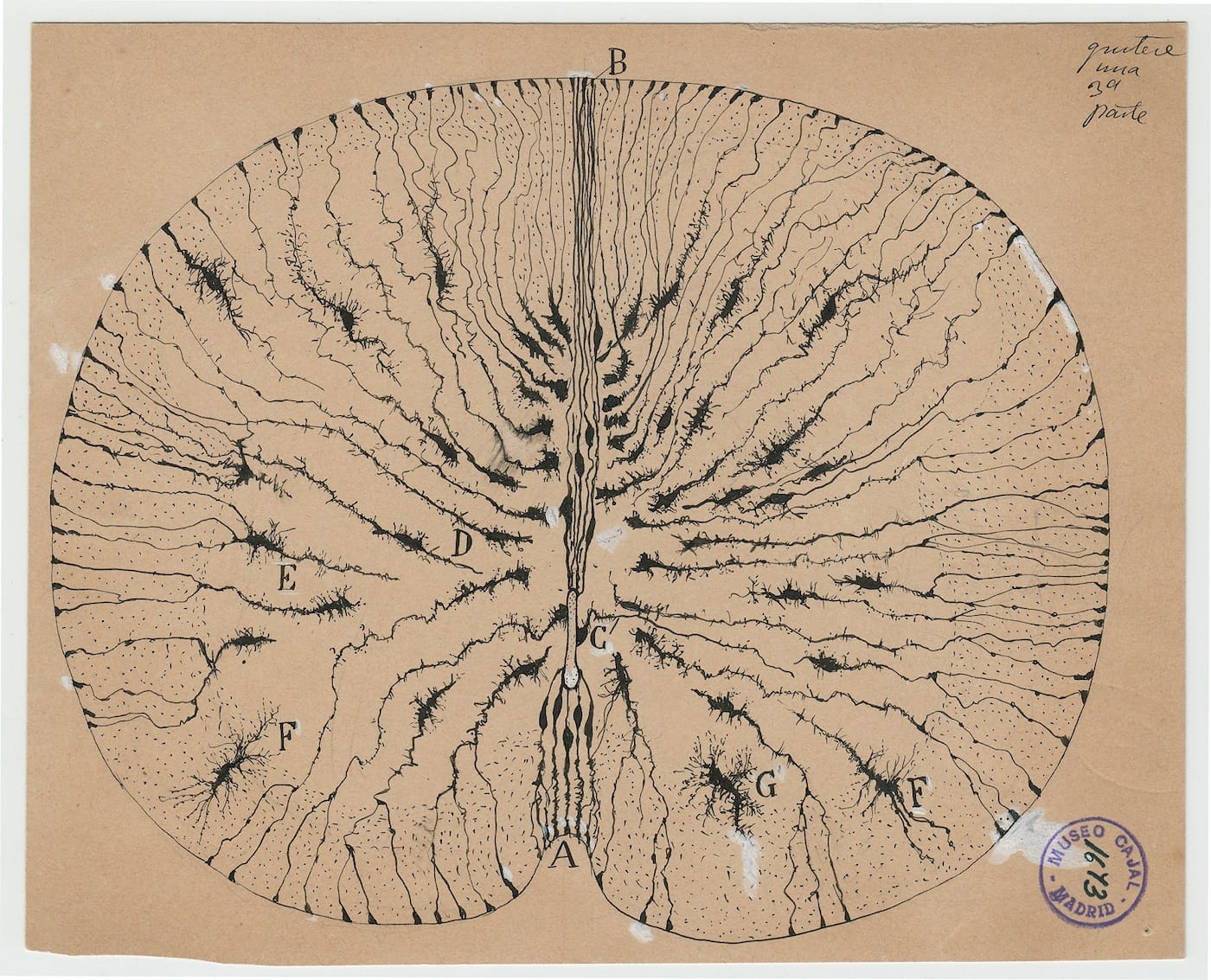 Santiago Ramón y Cajal, "Glial cells of the mouse spinal cord" (1899), ink and pencil on paper, 5 7/8 x 7 1/8 inches (courtesy Cajal Institute (CSIC), Madrid)