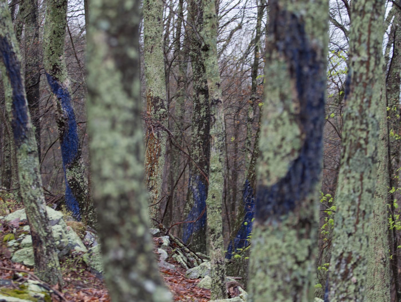 Trees painted with a casein of buttermilk and ultramarine blue pigment to grow moss in Brush Mountain, Virginia, location of proposed New Market pipeline (photo by Sarah Miller, 2016; courtesy Aviva Rahmani)