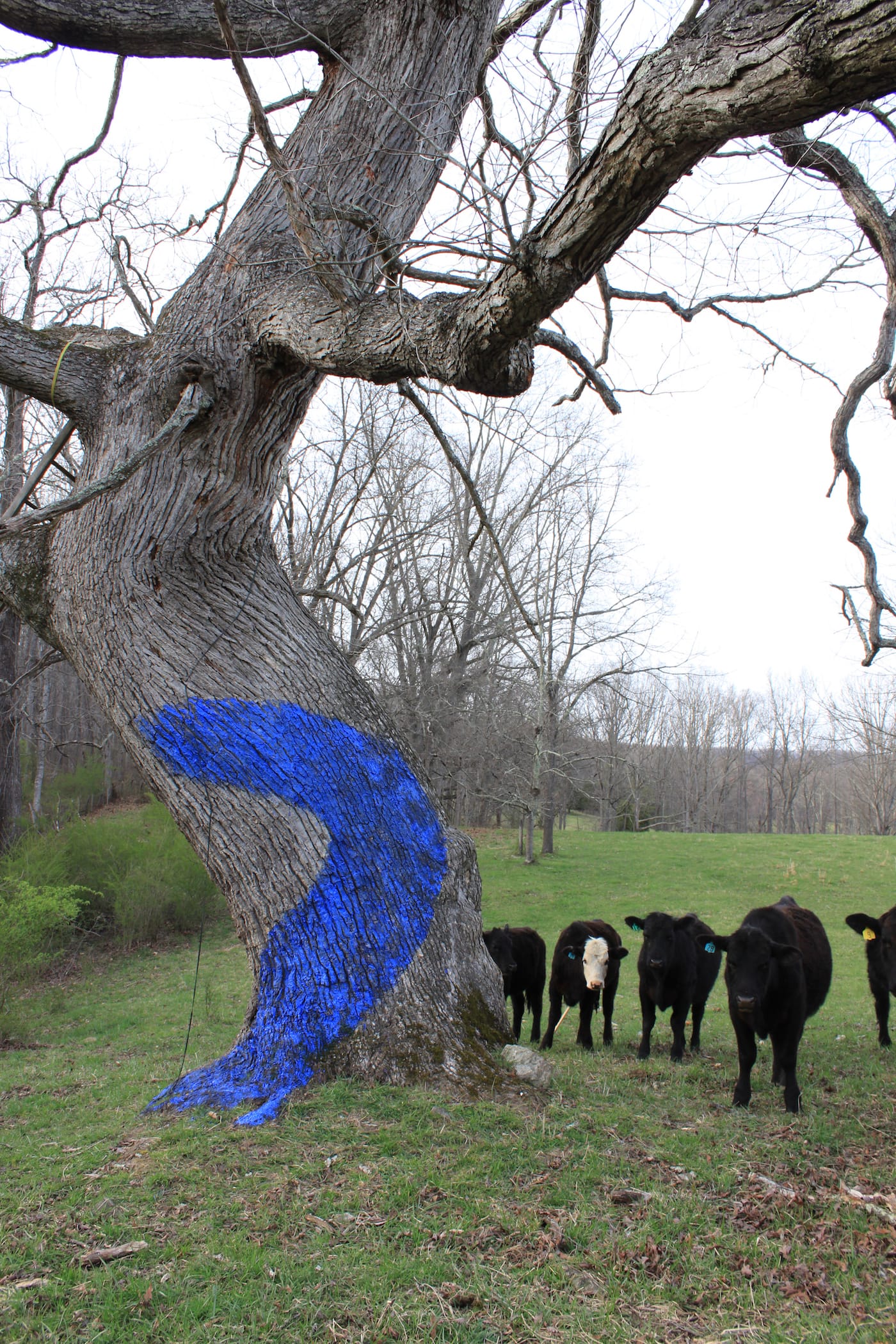 Trees painted with a casein of buttermilk and ultramarine blue pigment to grow moss in Brush Mountain, Virginia, location of proposed New Market pipeline (photo by Robin Boucher, 2016; courtesy Aviva Rahmani)