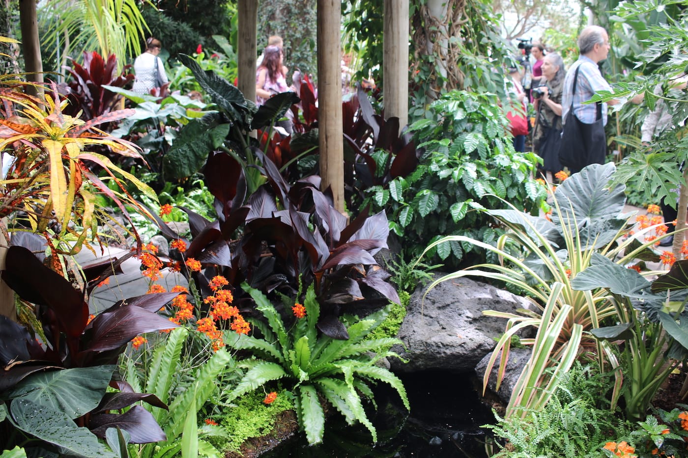 Detail of the “Hawai’ian Paradise Garden” in the Enid A. Haupt Conservatory at the New York Botanical Garden