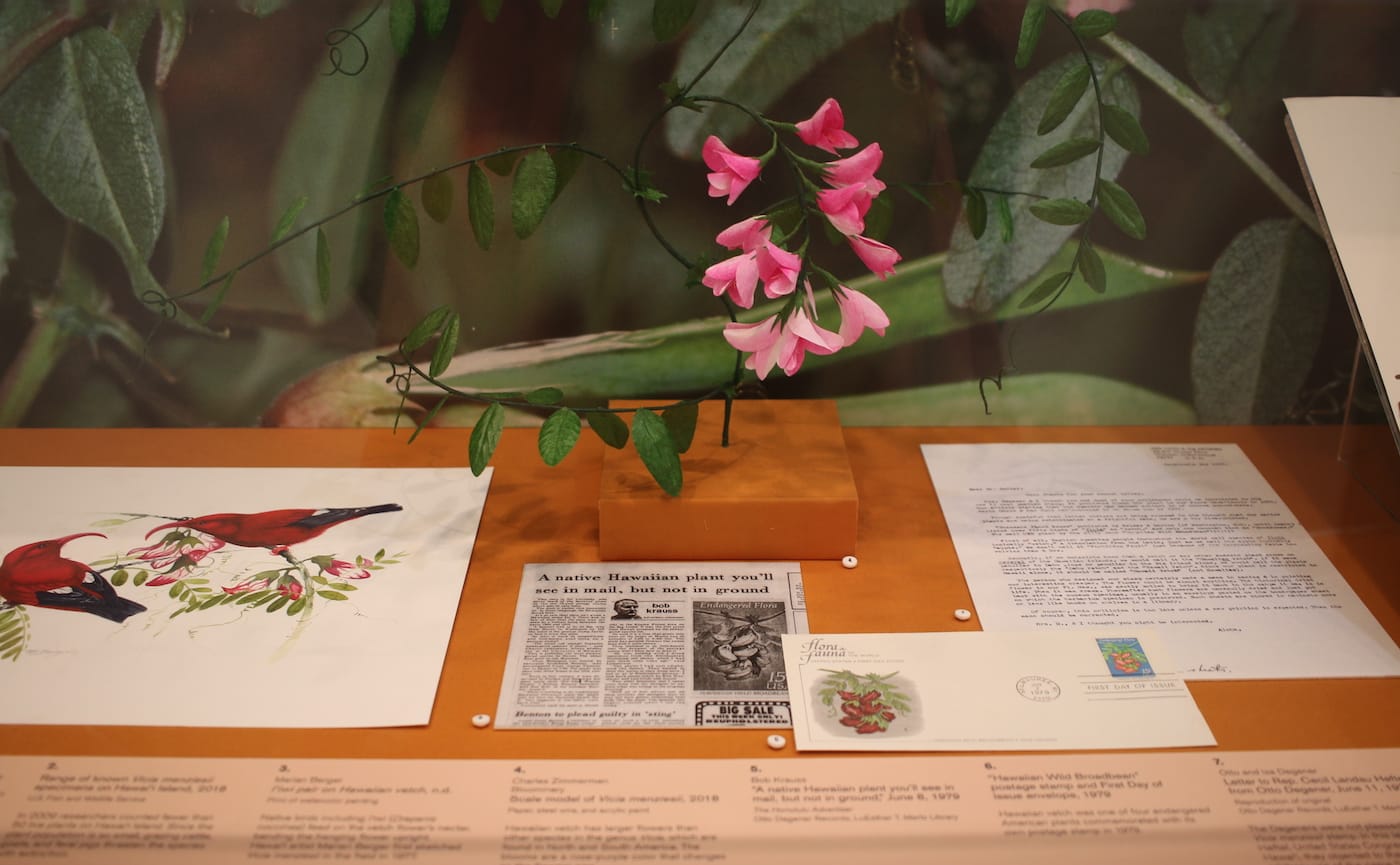 Display view of examples of Hawai’ian plants