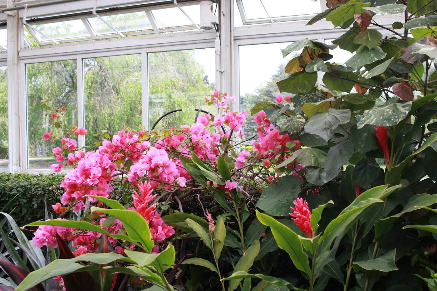 Detail of the “Hawai’ian Paradise Garden” in the Enid A. Haupt Conservatory at the New York Botanical Garden
