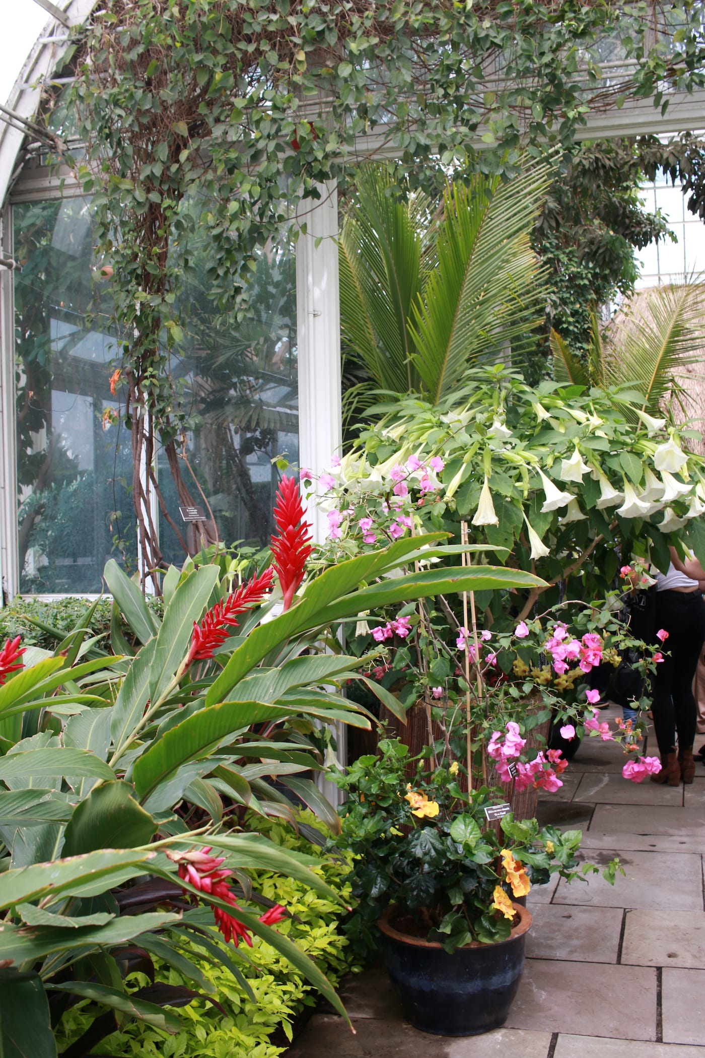 Detail of the “Hawai’ian Paradise Garden” in the Enid A. Haupt Conservatory at the New York Botanical Garden