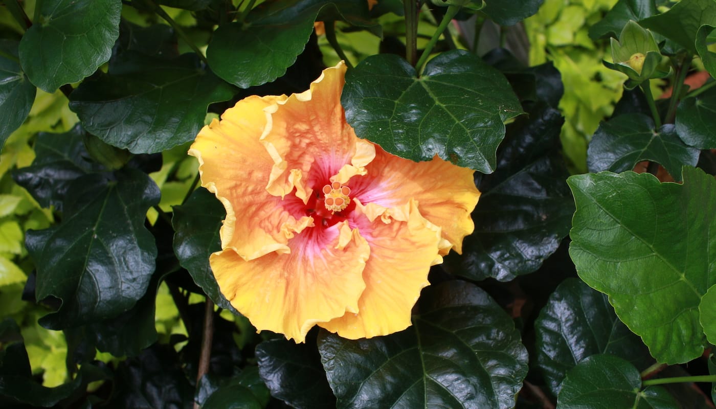 Closeup of a Hibiscus, Hawai’i’s official state flower