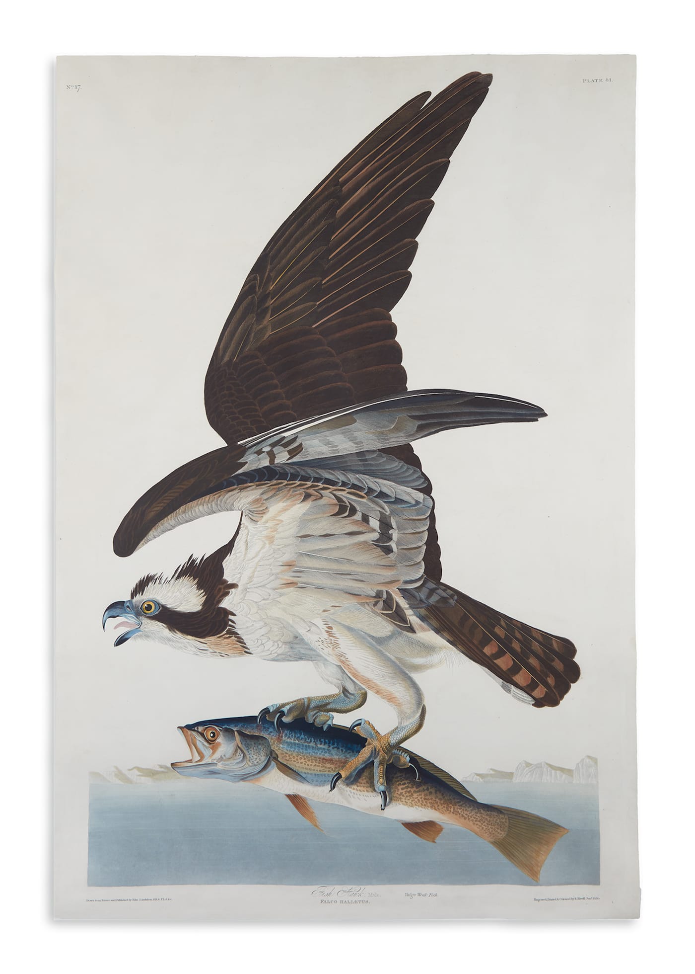John James Audubon, "Fish Hawk" (plate 81), hand-colored aquatint and engraved plate from <em>Birds of America</em> (1830), sold June 7, 2018 for $68,75 (courtesy Swann Auction Galleries)