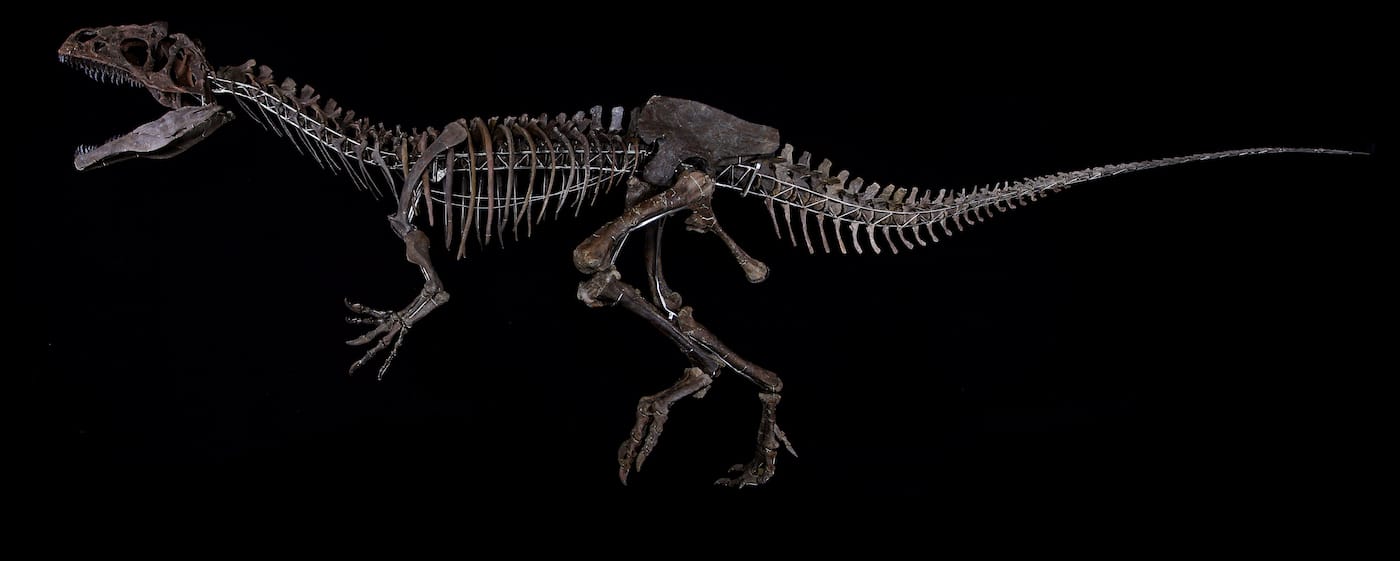 Unidentified dinosaur specimen from Wyoming sold by Aguttes auction house in Paris for $2.3 million (photo courtesy Aguttes)