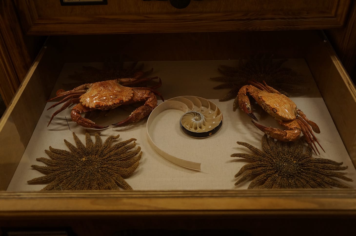 <em/>Cabinet of Curiosities