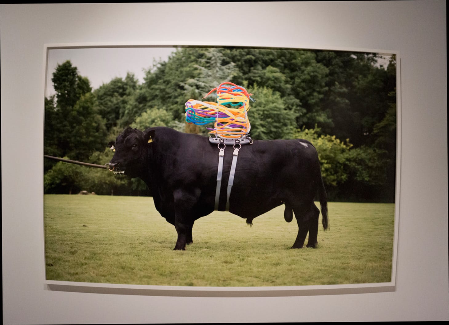 Maria McKinney, <em>Sire</em> series, C-print, 147 X 220 cm.