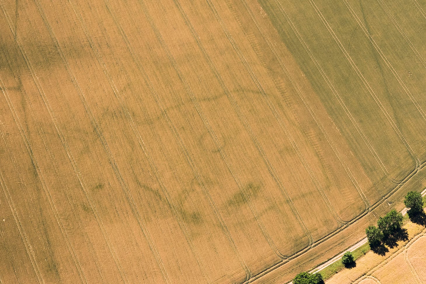 Prehistoric settlement or cemetery, Stoke by Clare, Suffolk. An irregular shaped enclosure with a funnel entrance to the left. In the interior, there are faint traces of two circular features. These circles could be gully ditches surrounding Iron Age round houses or ditches around a Bronze Age burial mound (photo by Damian Grady, copyright Historic England)