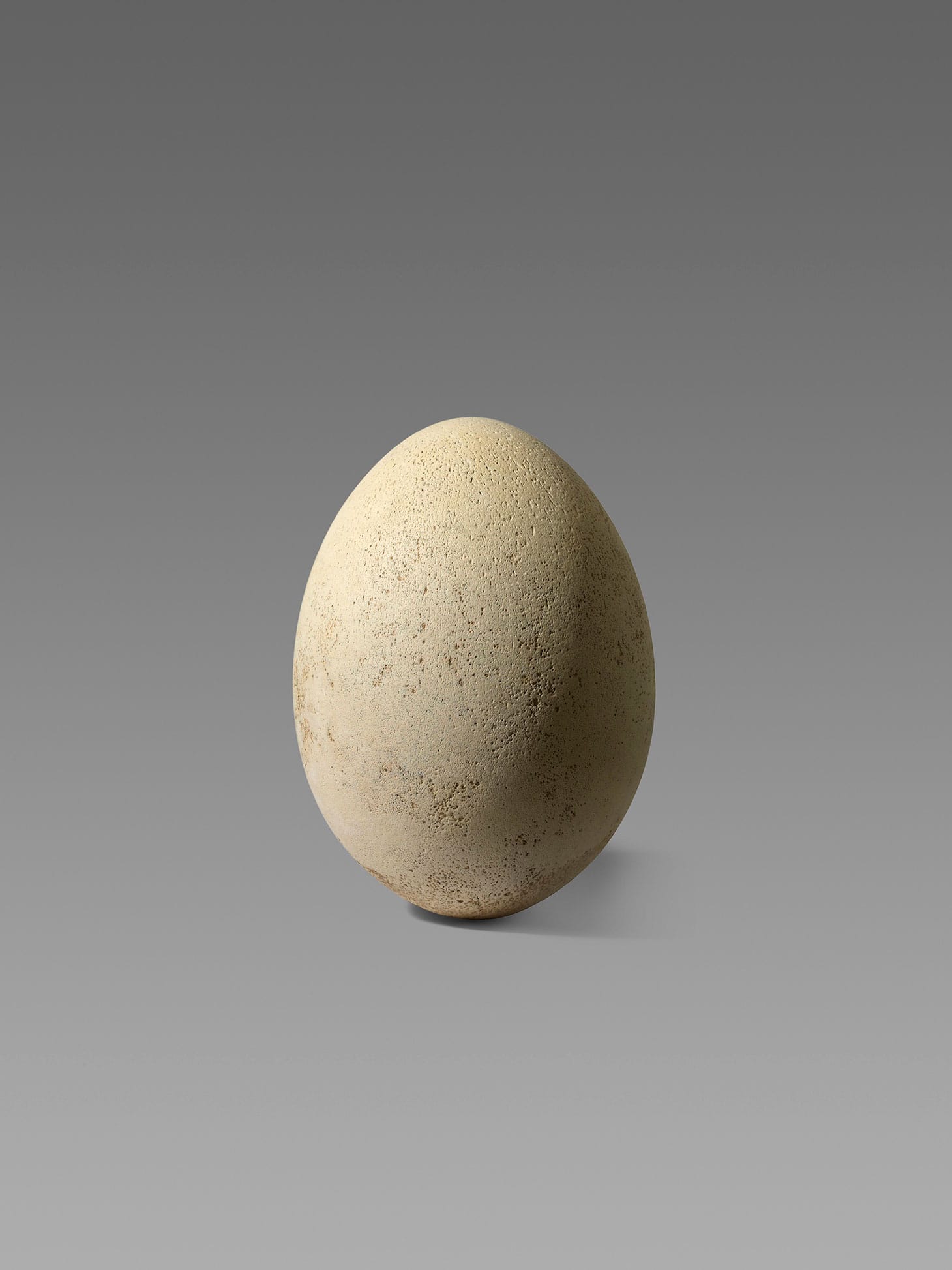 An intact elephant bird egg, Madagascar, pre-17th century (image courtesy Christie's)