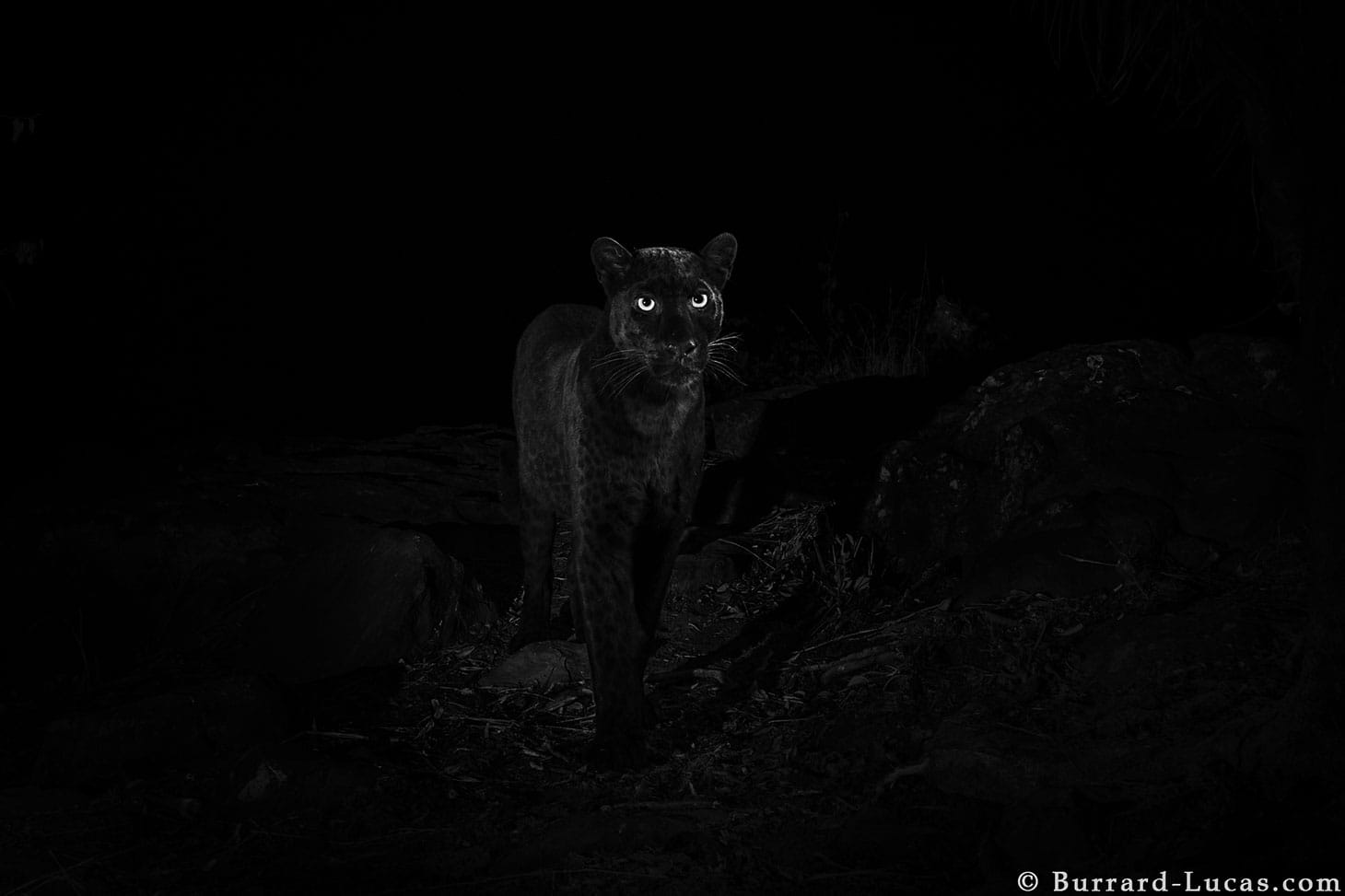A black leopard at Laikipia Wilderness Camp in Kenya, photo taken with a Camtraptions Camera Trap