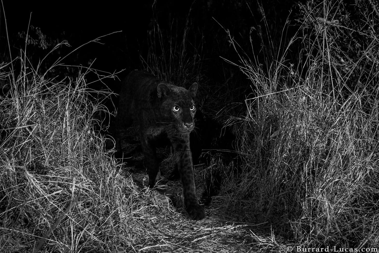 A black leopard at Laikipia Wilderness Camp in Kenya, taken with a Camtraptions Camera Trap
