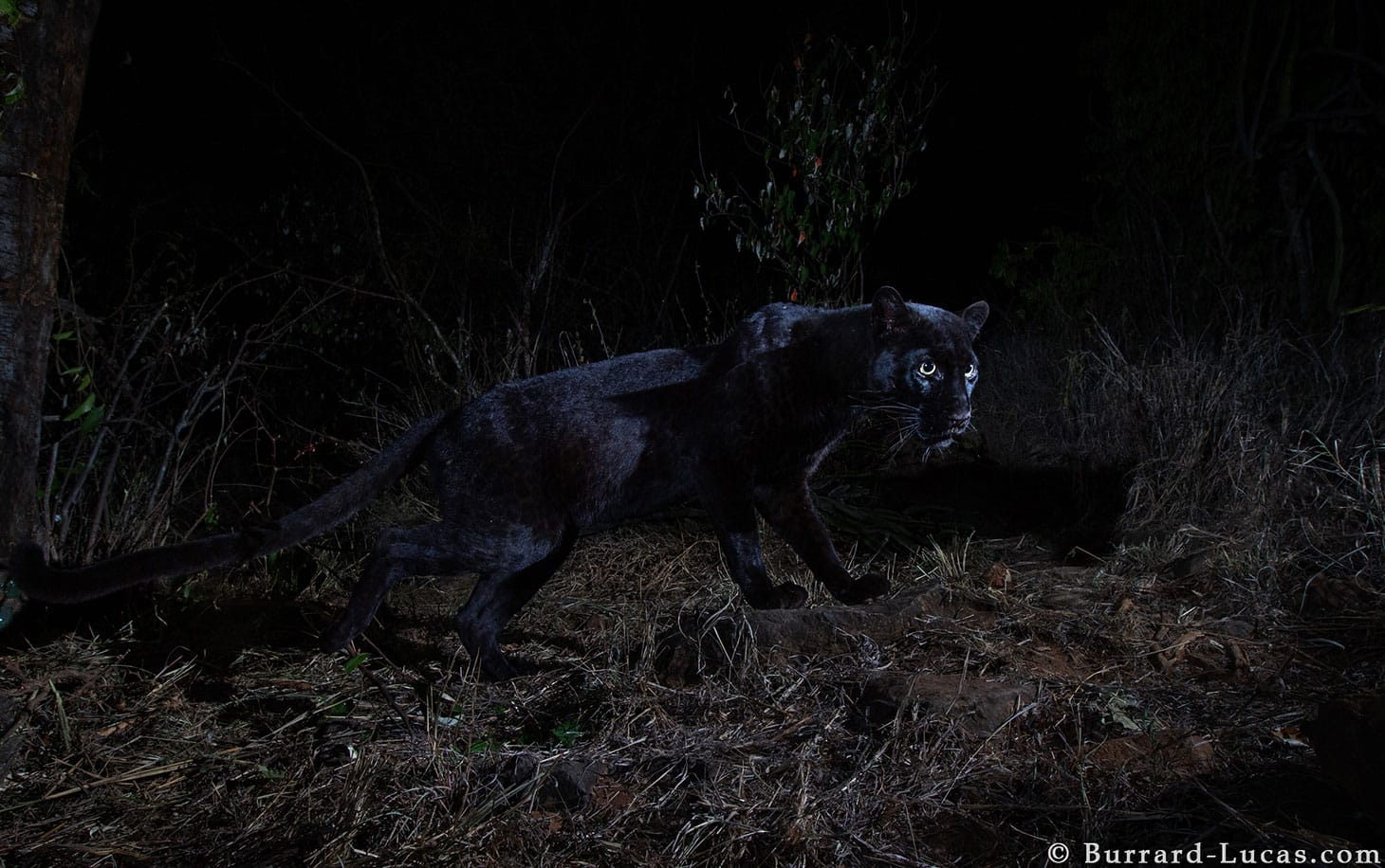 A black leopard at Laikipia Wilderness Camp in Kenya, taken with a Camtraptions Camera Trap (all photos by Will Burrard Lucas)