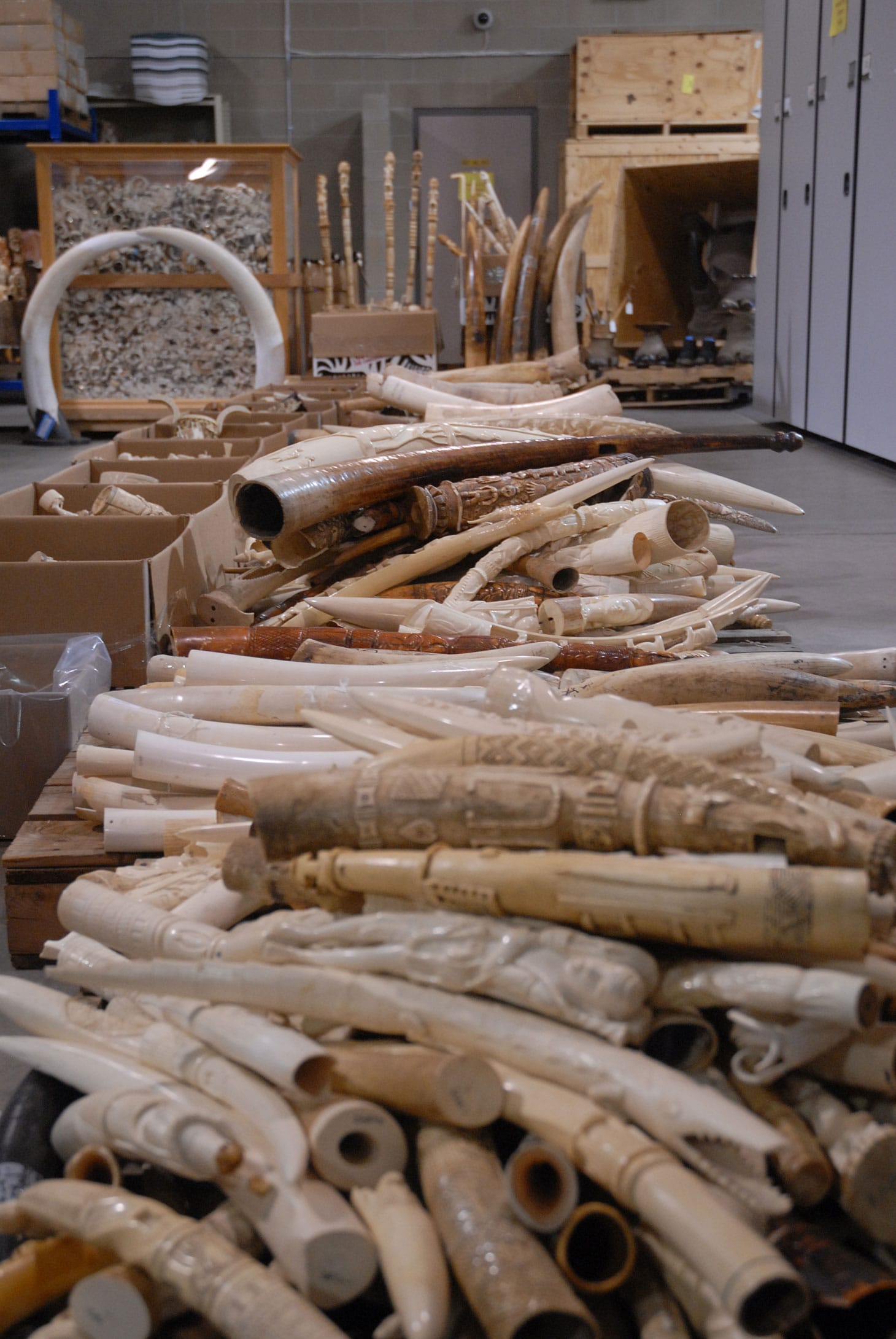 Carved ivory tusk stockpile slated for destruction in the crush at Rocky Mountain Arsenal National Wildlife Refuge on November 14, 2013 (image via USFWS Mountain-Prairie's Flickrstream)