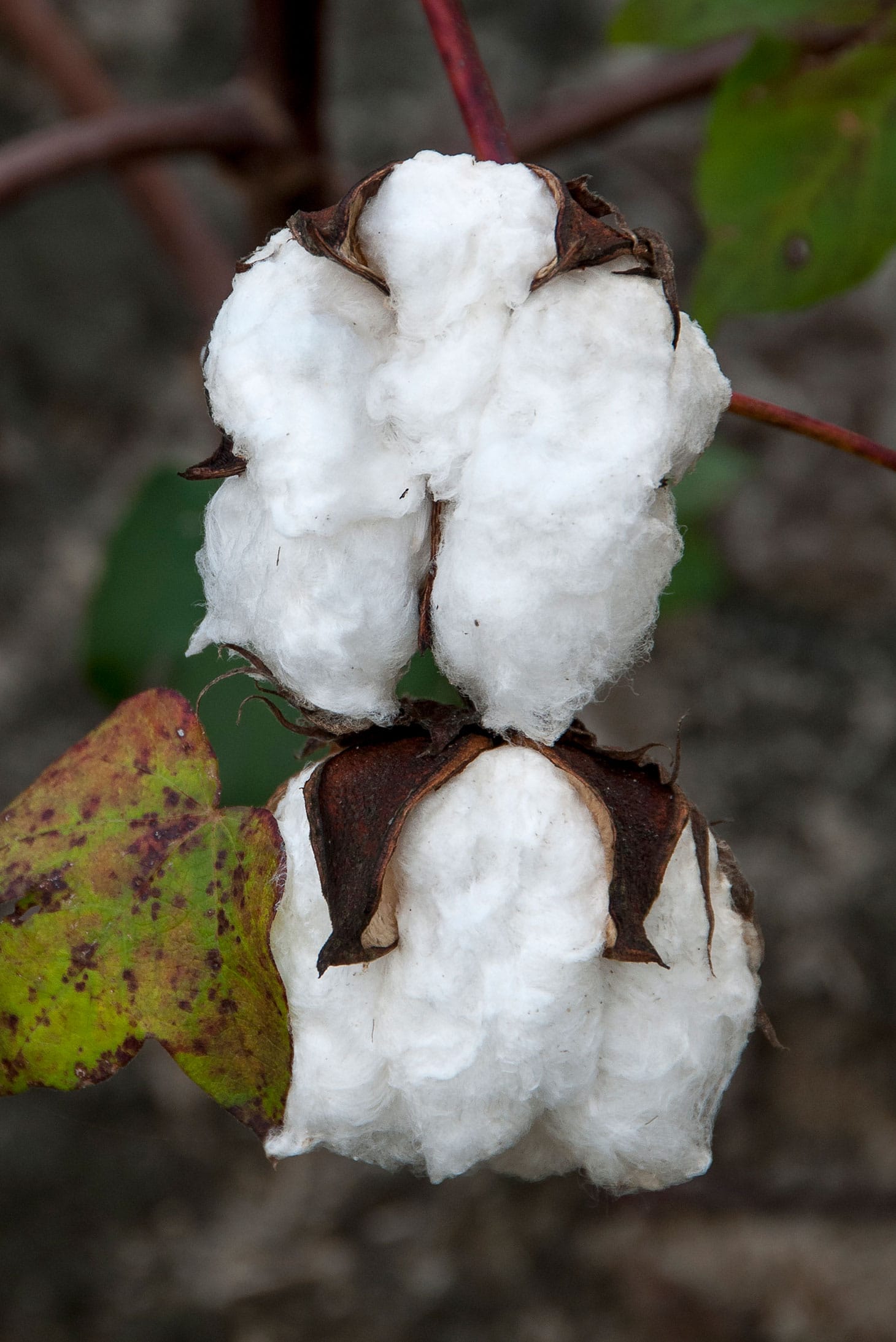 John E. Dowell, "It's Just Cotton" (image courtesy John E. Dowell)