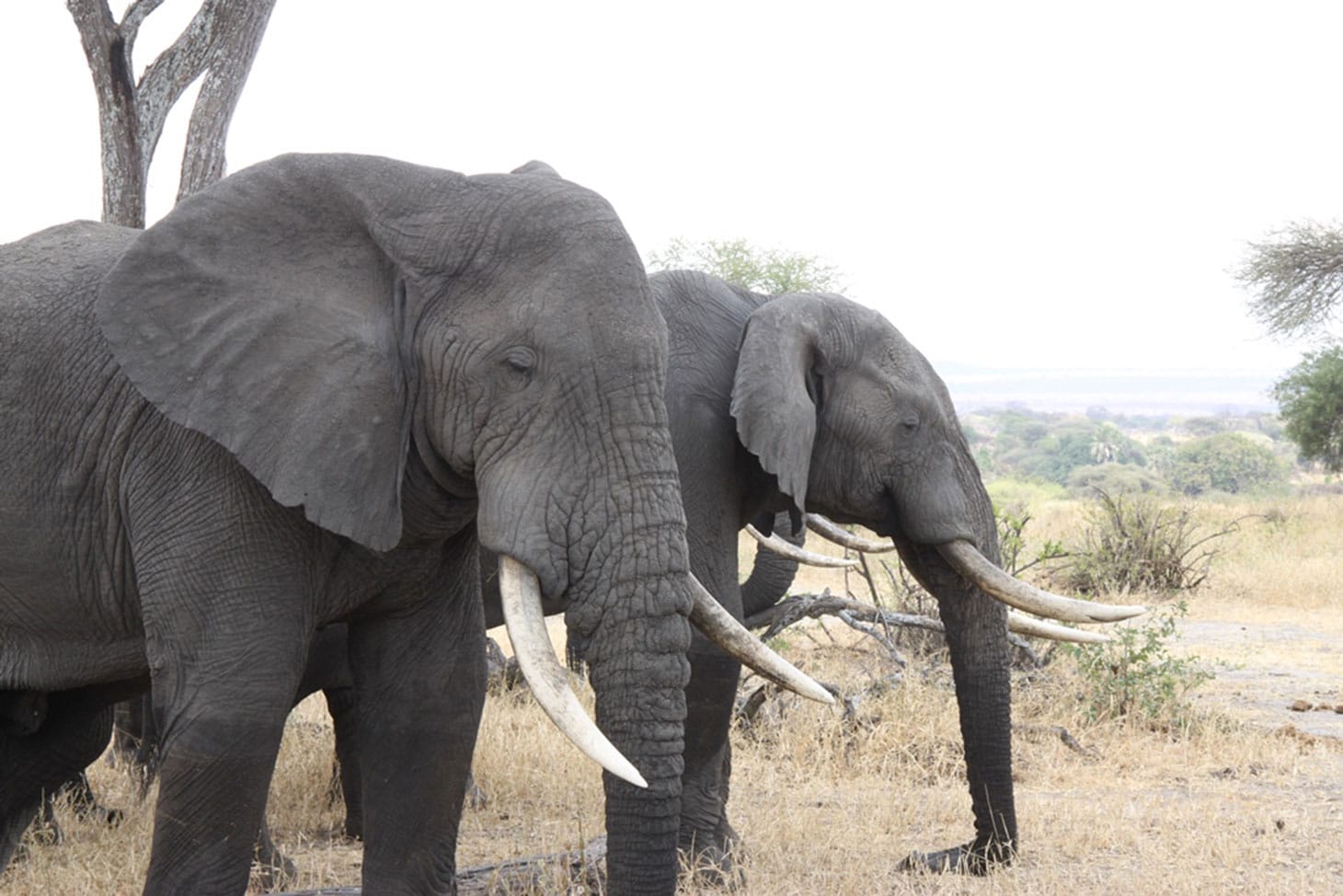 Elephants in Tarangire National Park, Tanzania (image via Andrey Filippov's Flickrstream)