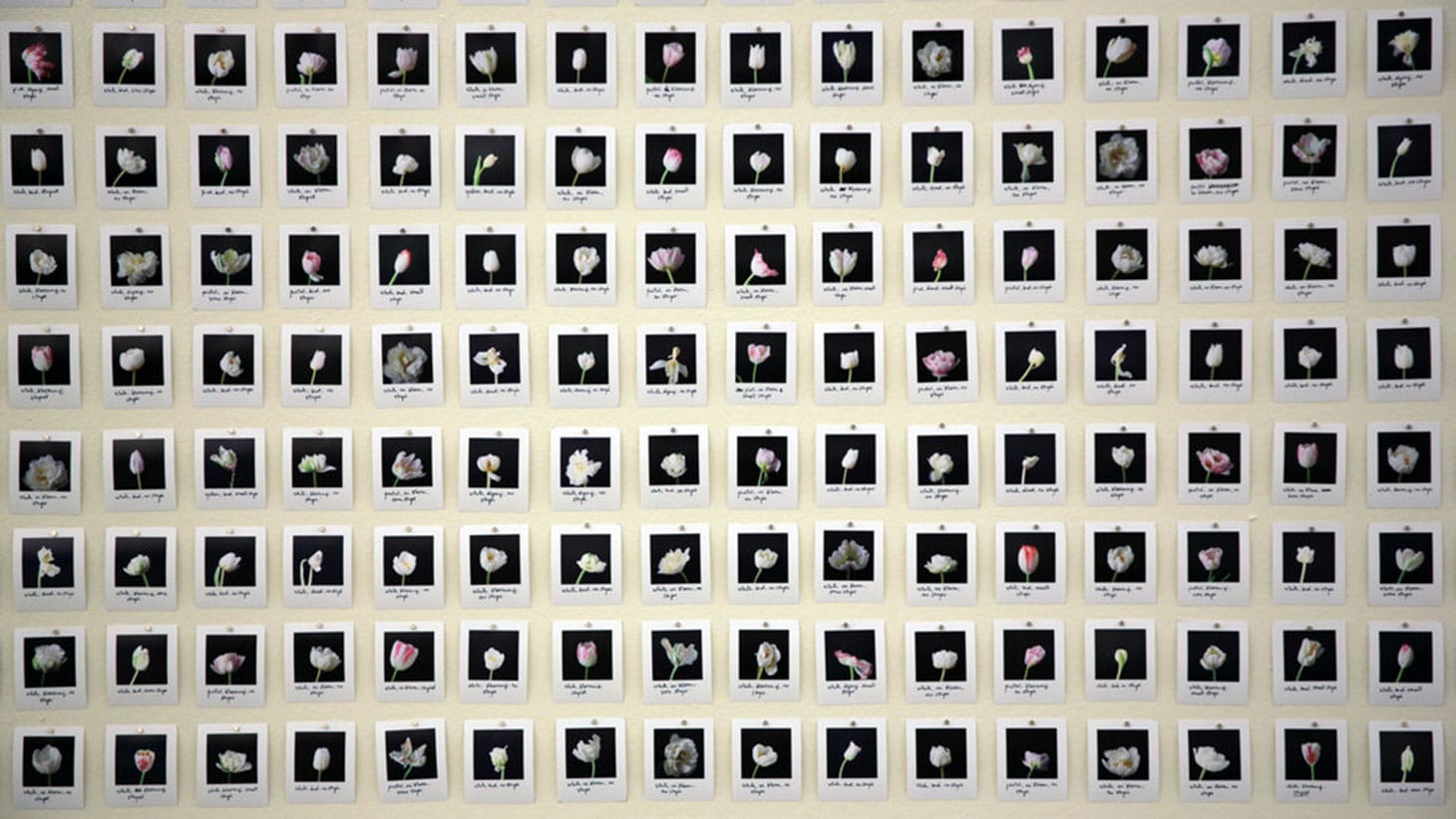 Anna Ridler, "Myriad (Tulips)" (ⓒ 2019 Anna Ridler)