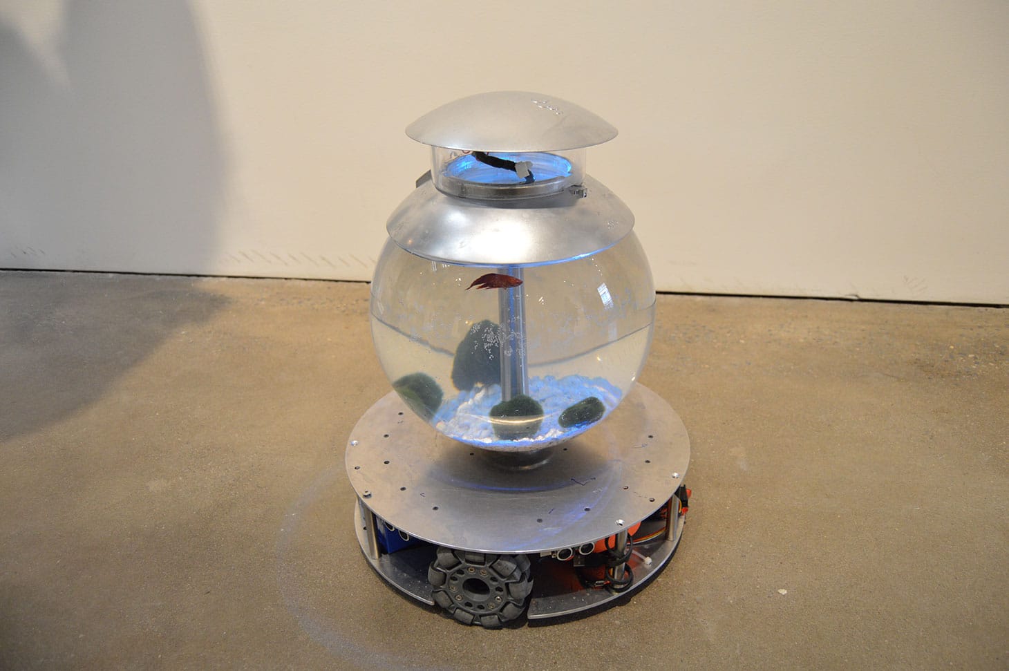Yve Yang, "I'm a Fish" (2019), installation: 15 inches in diameter, 17.7 inches in height; material: fish, pebble, acrylic tank, all directional motion base, camera vision motion tracking system, python, circuit board, battery; Edition 3+1