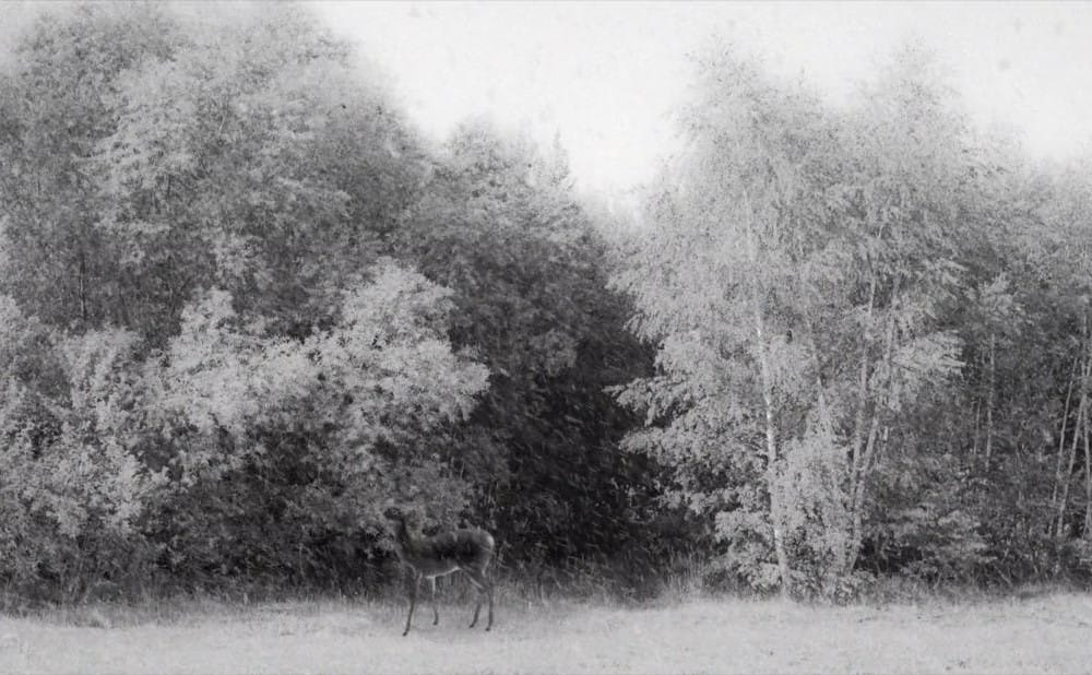 What to Watch Right Now on the Criterion Channel and OVID